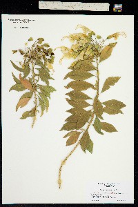 Cantua pyrifolia image