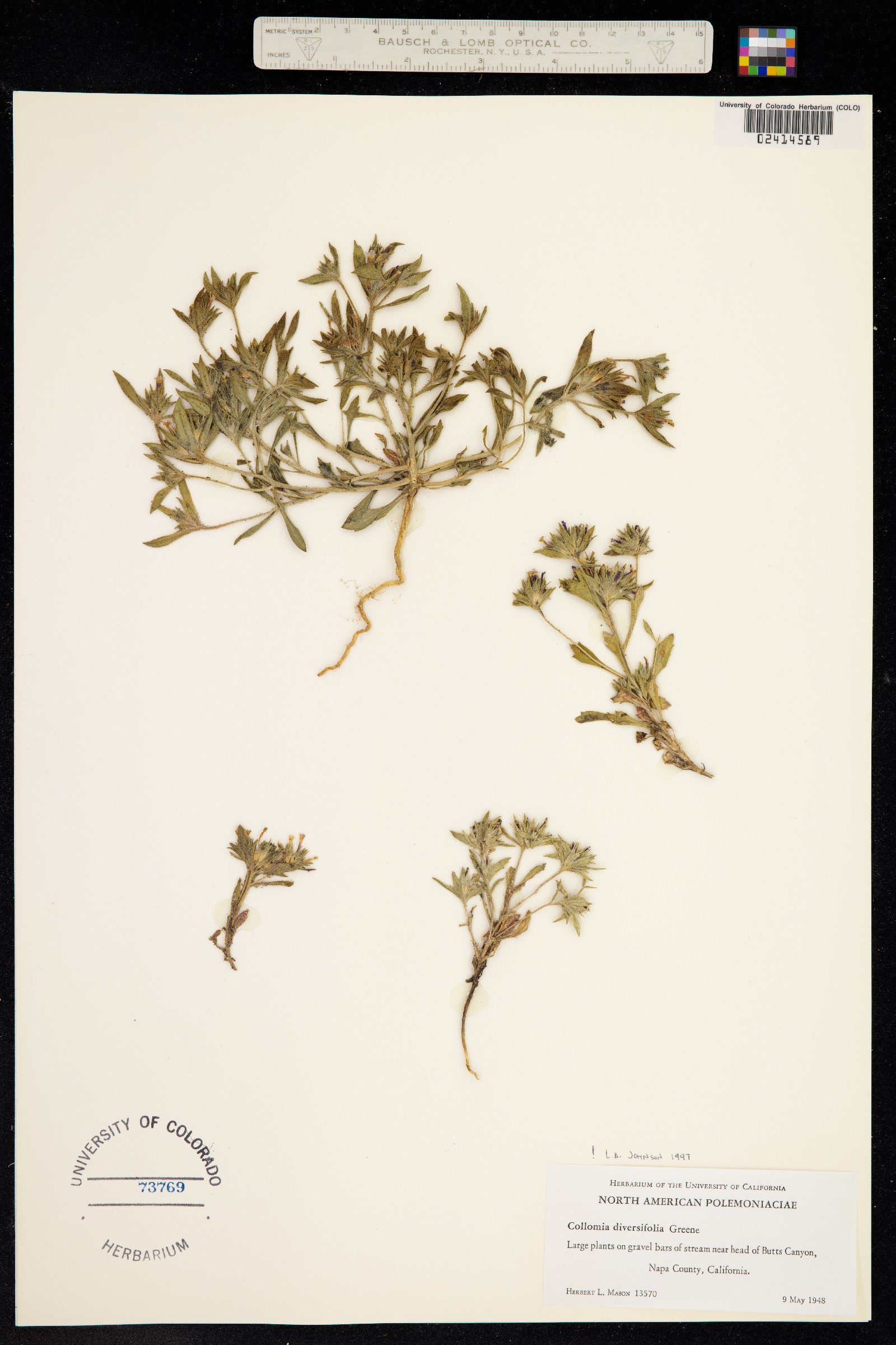 Collomia diversifolia image