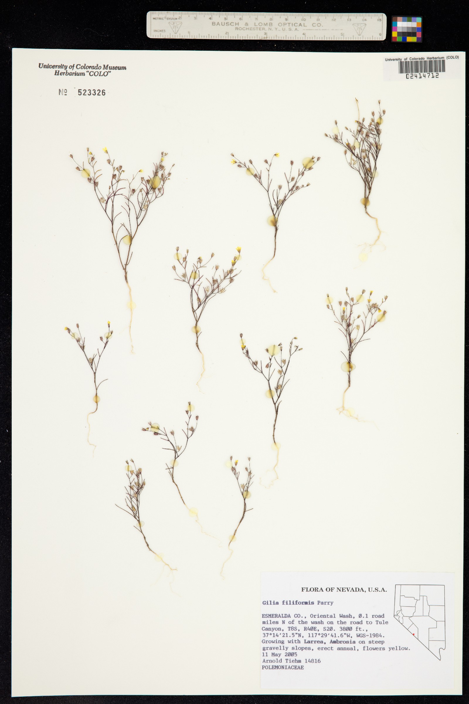 Linanthus filiformis image