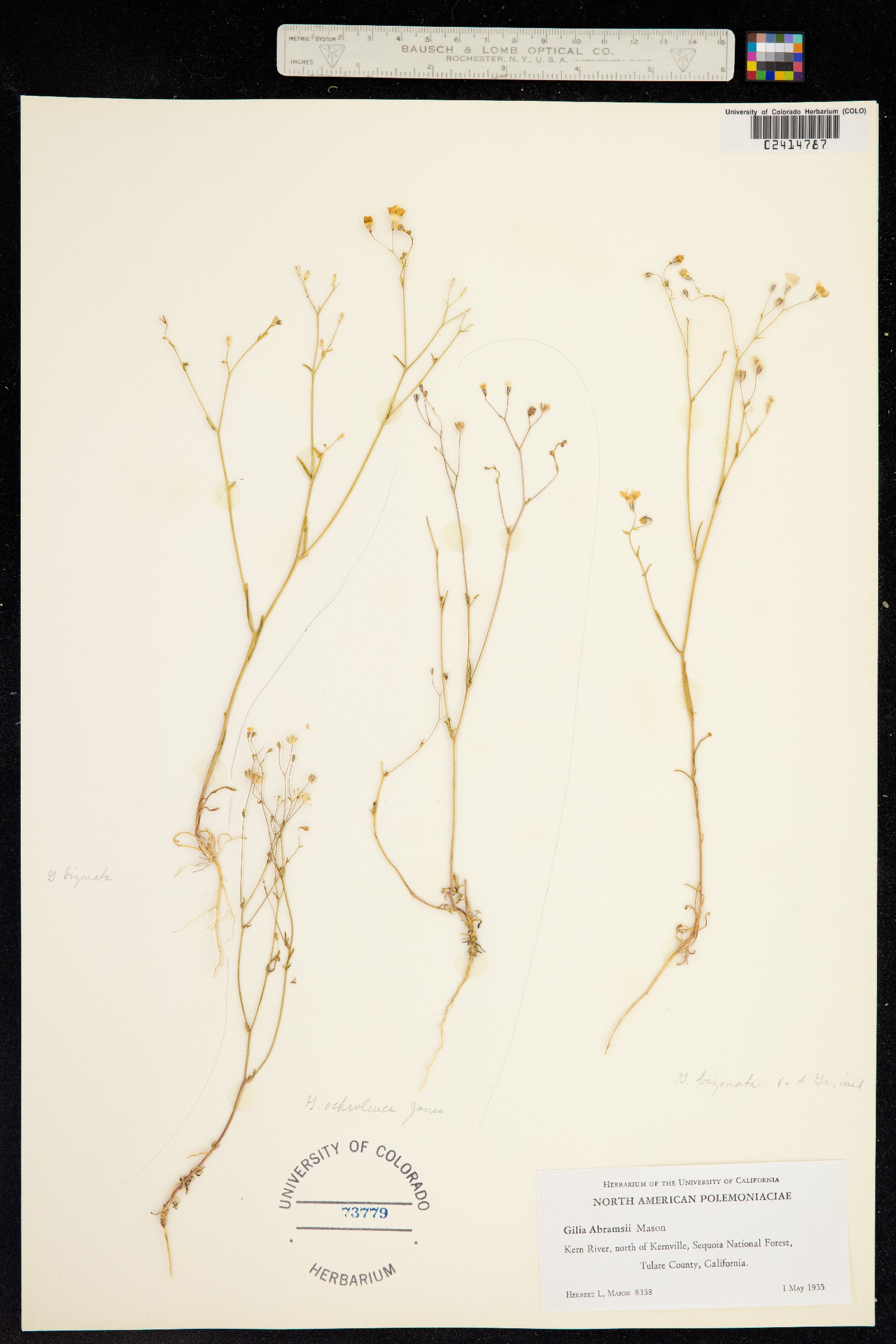 Gilia ochroleuca ssp. exilis image