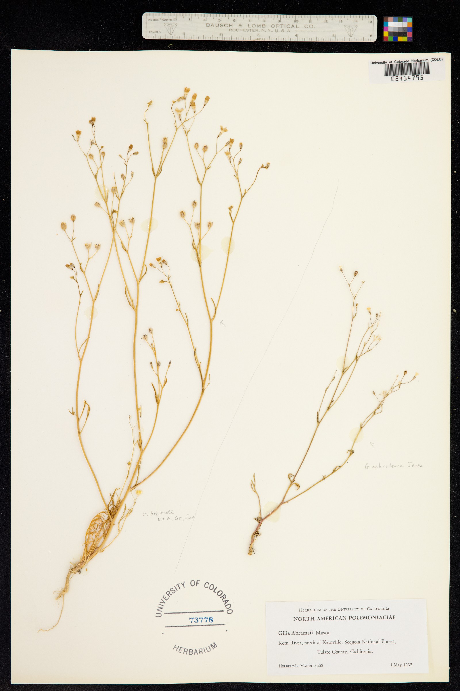 Gilia ochroleuca ssp. exilis image