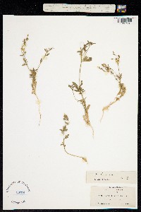 Allophyllum glutinosum image