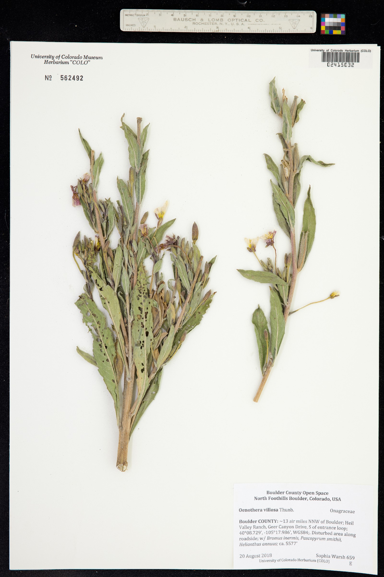Oenothera villosa image