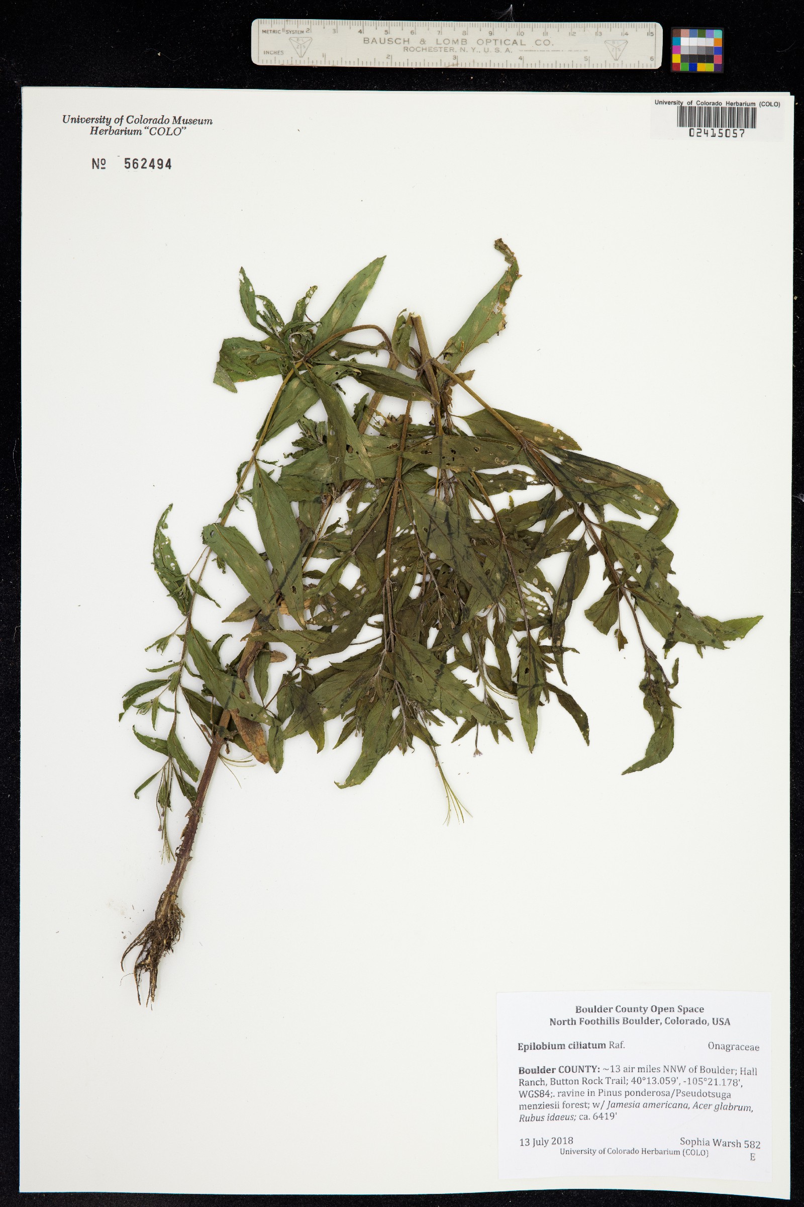 Epilobium ciliatum image