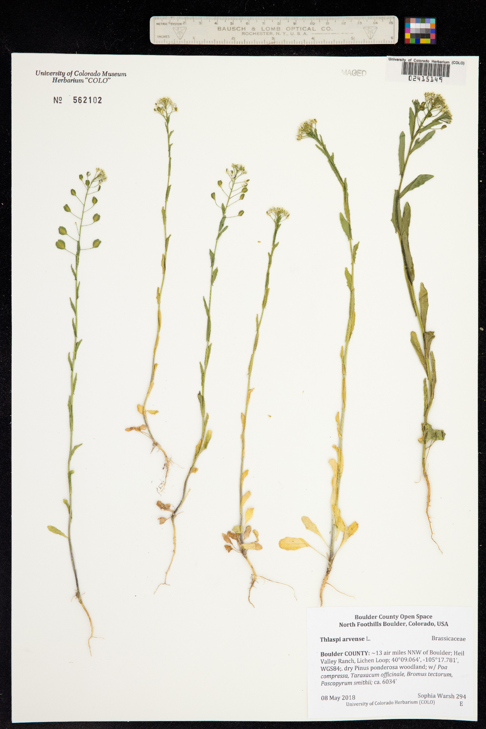 Thlaspi arvense image
