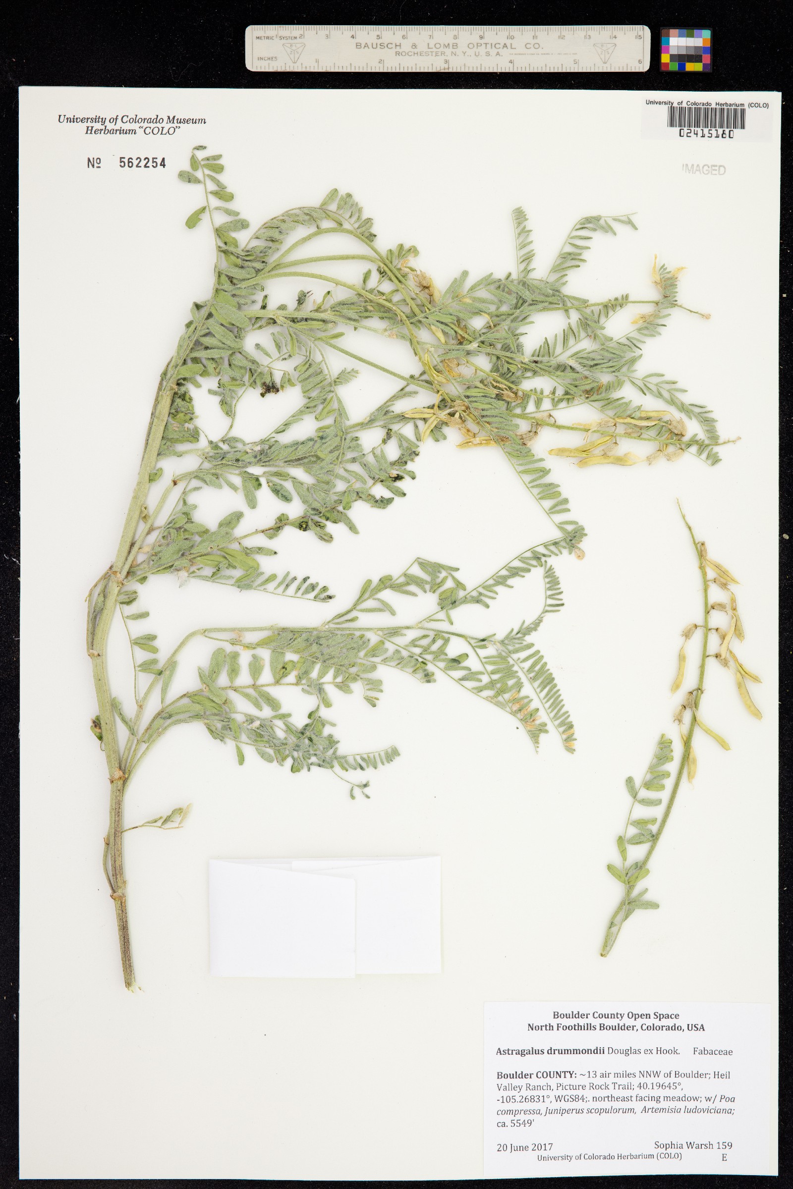 Astragalus drummondii image