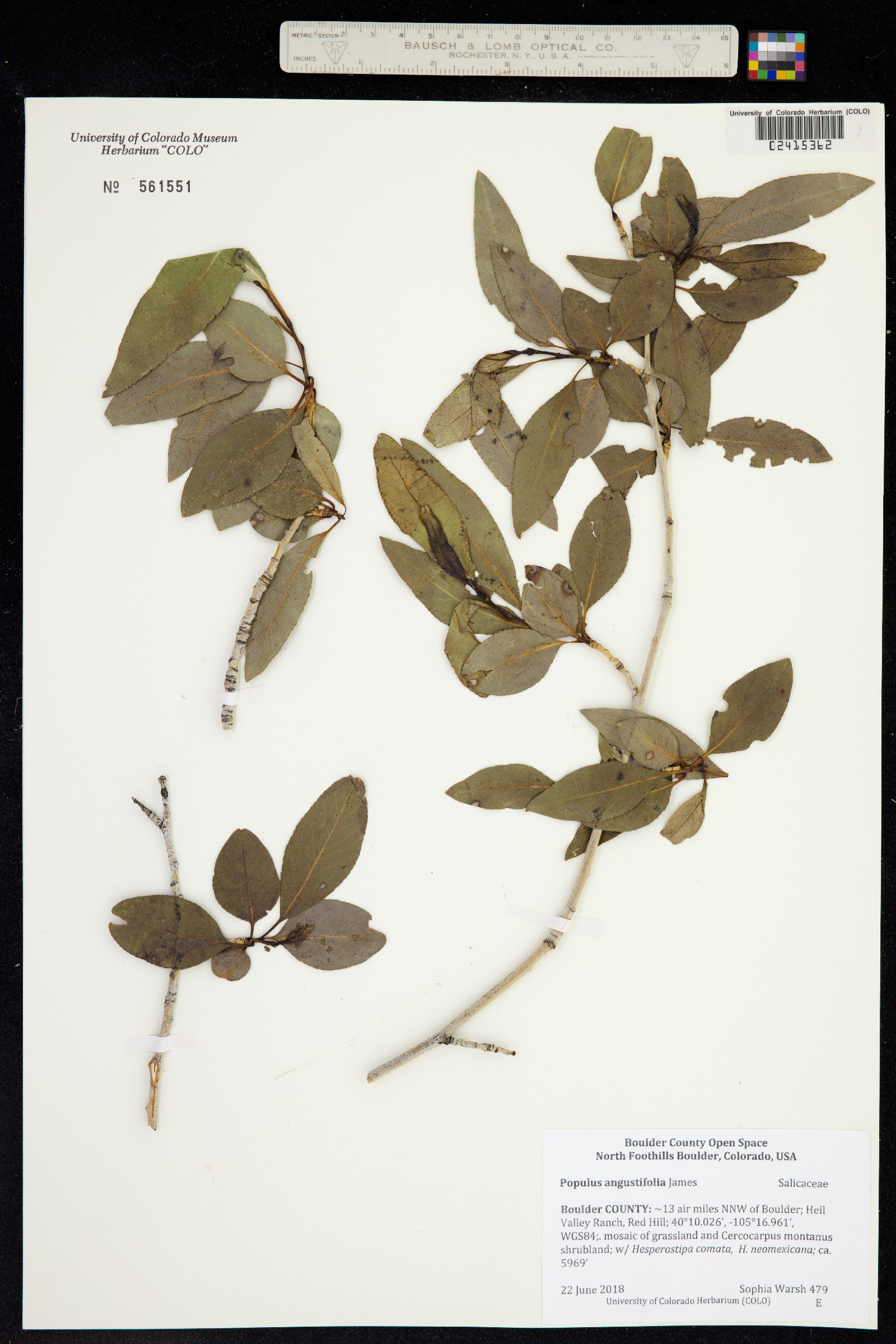 Populus angustifolia image