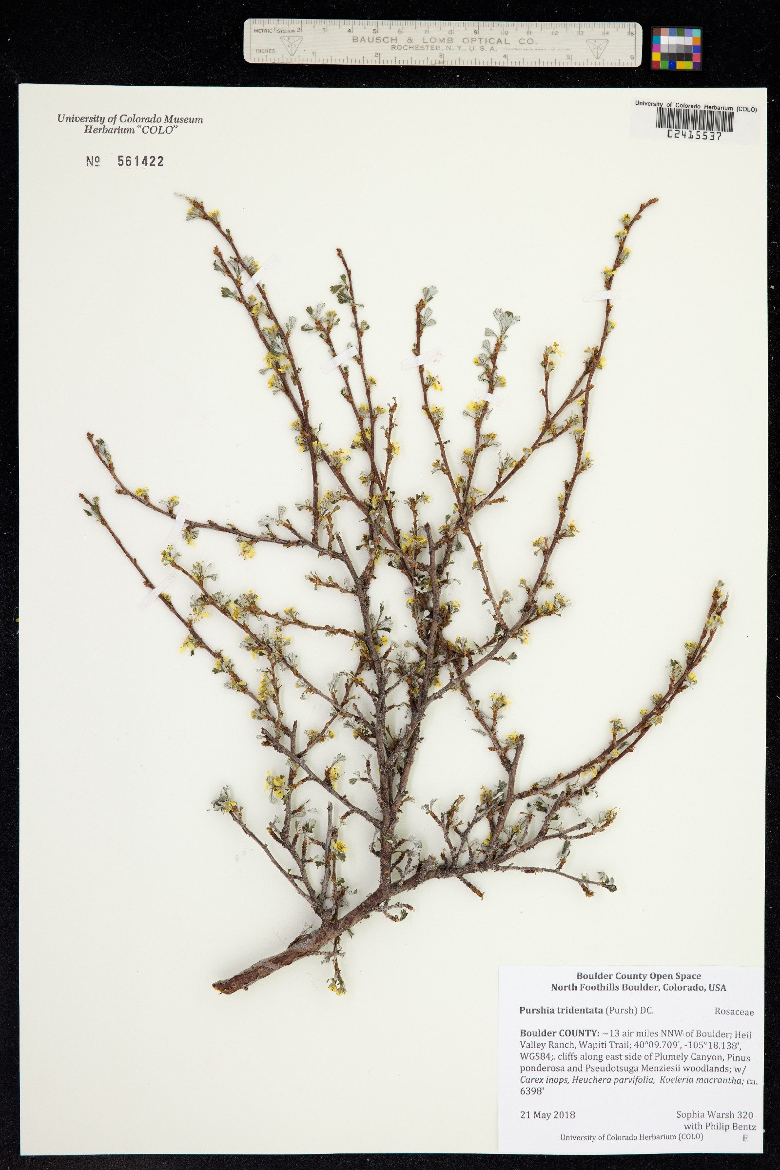 Purshia tridentata image