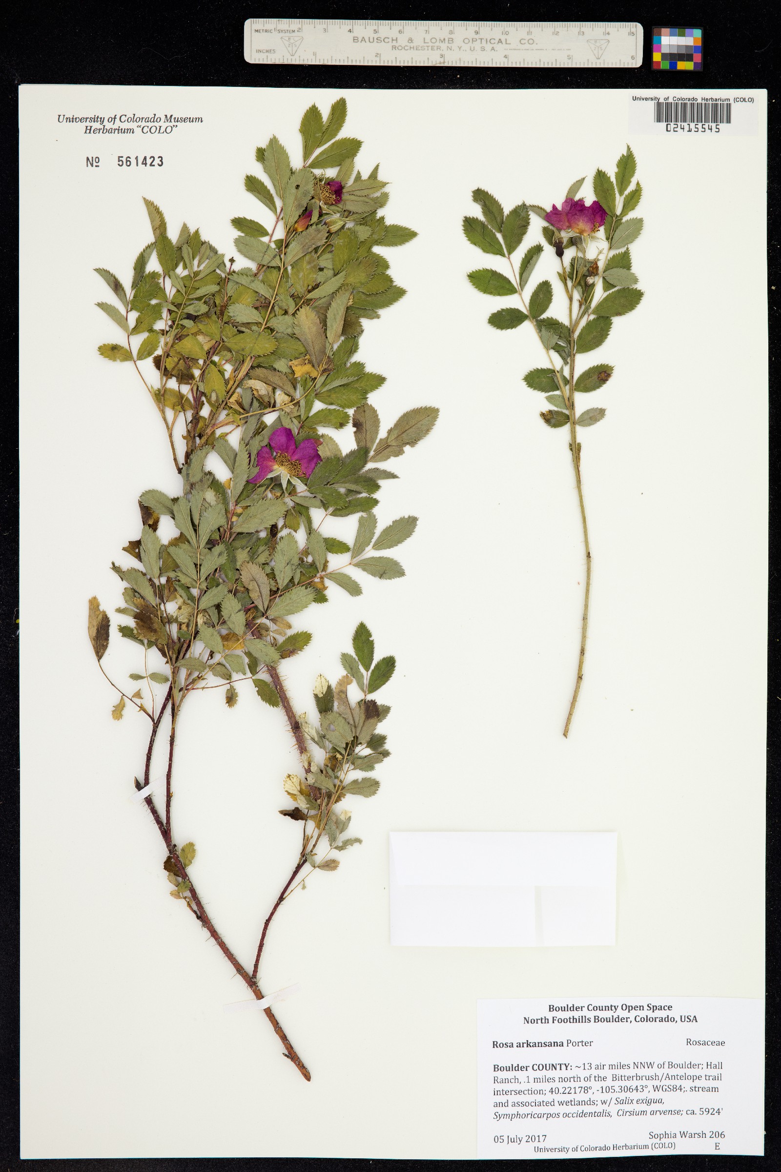 Rosa arkansana image