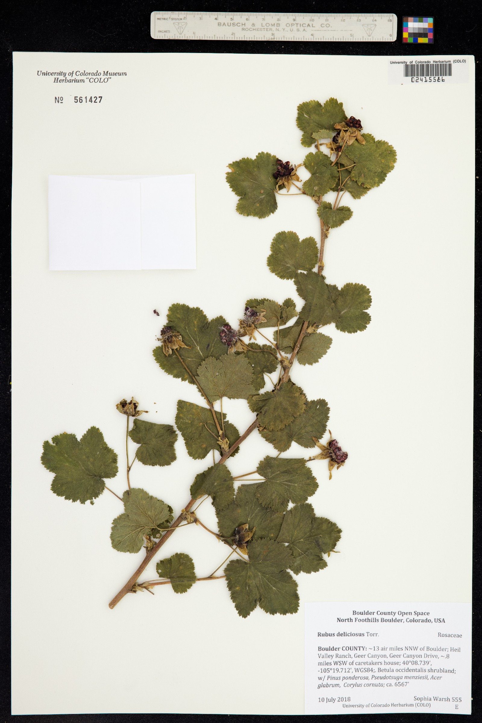 Rubus deliciosus image