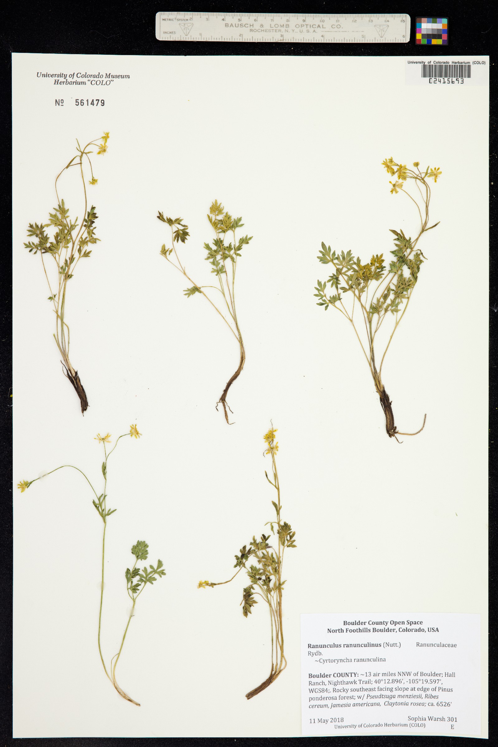 Ranunculus ranunculinus image