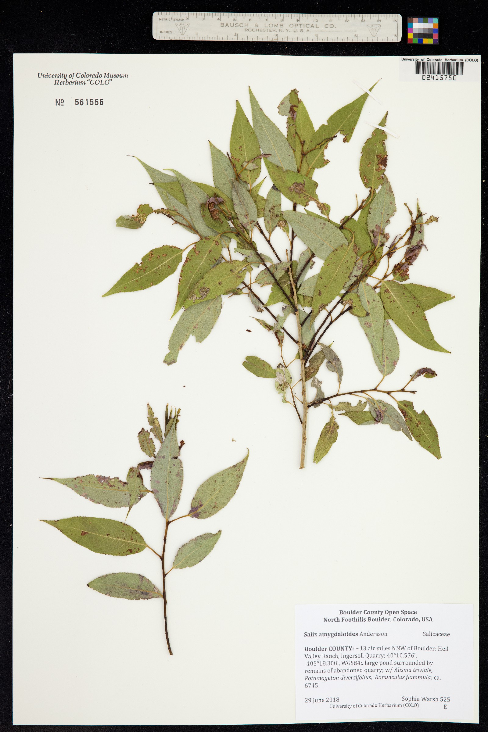 Salix amygdaloides image