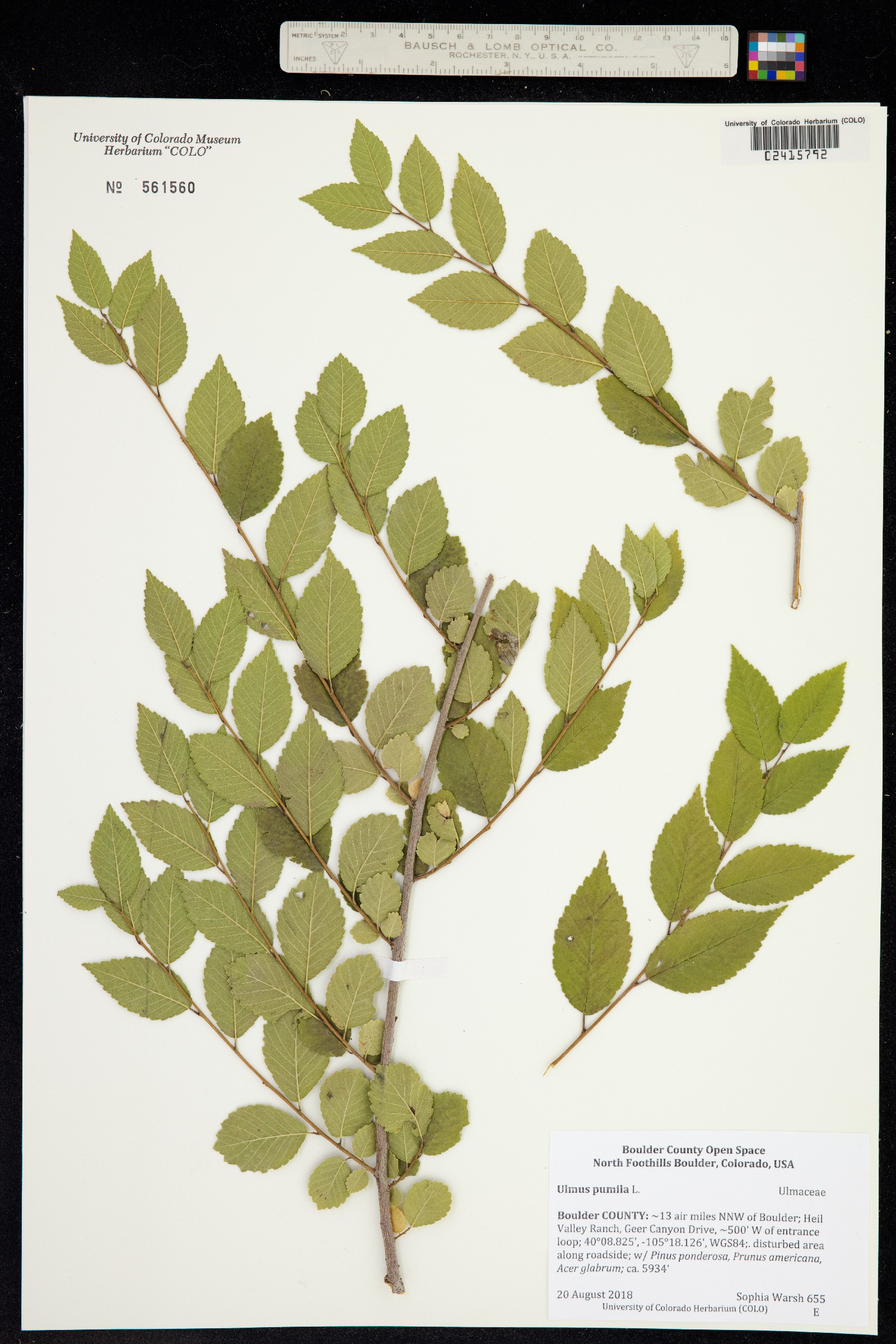 Ulmus pumila image