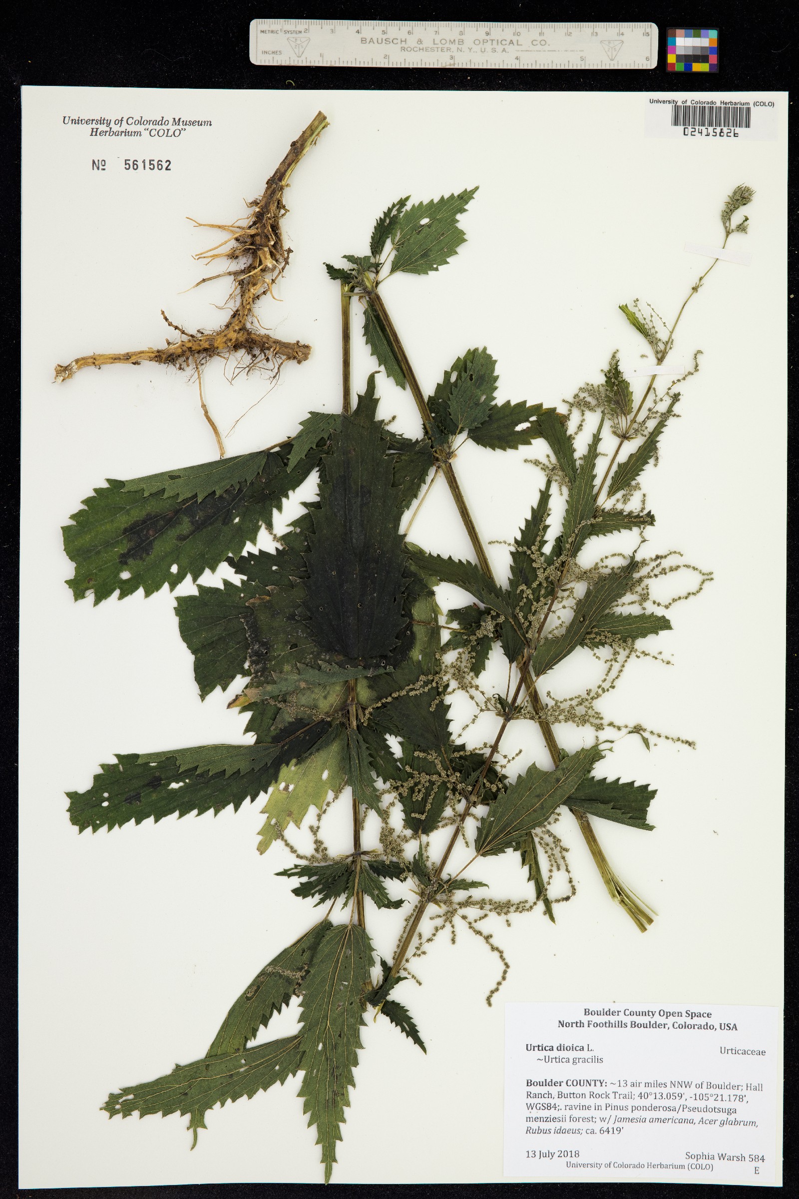 Urtica dioica ssp. gracilis image
