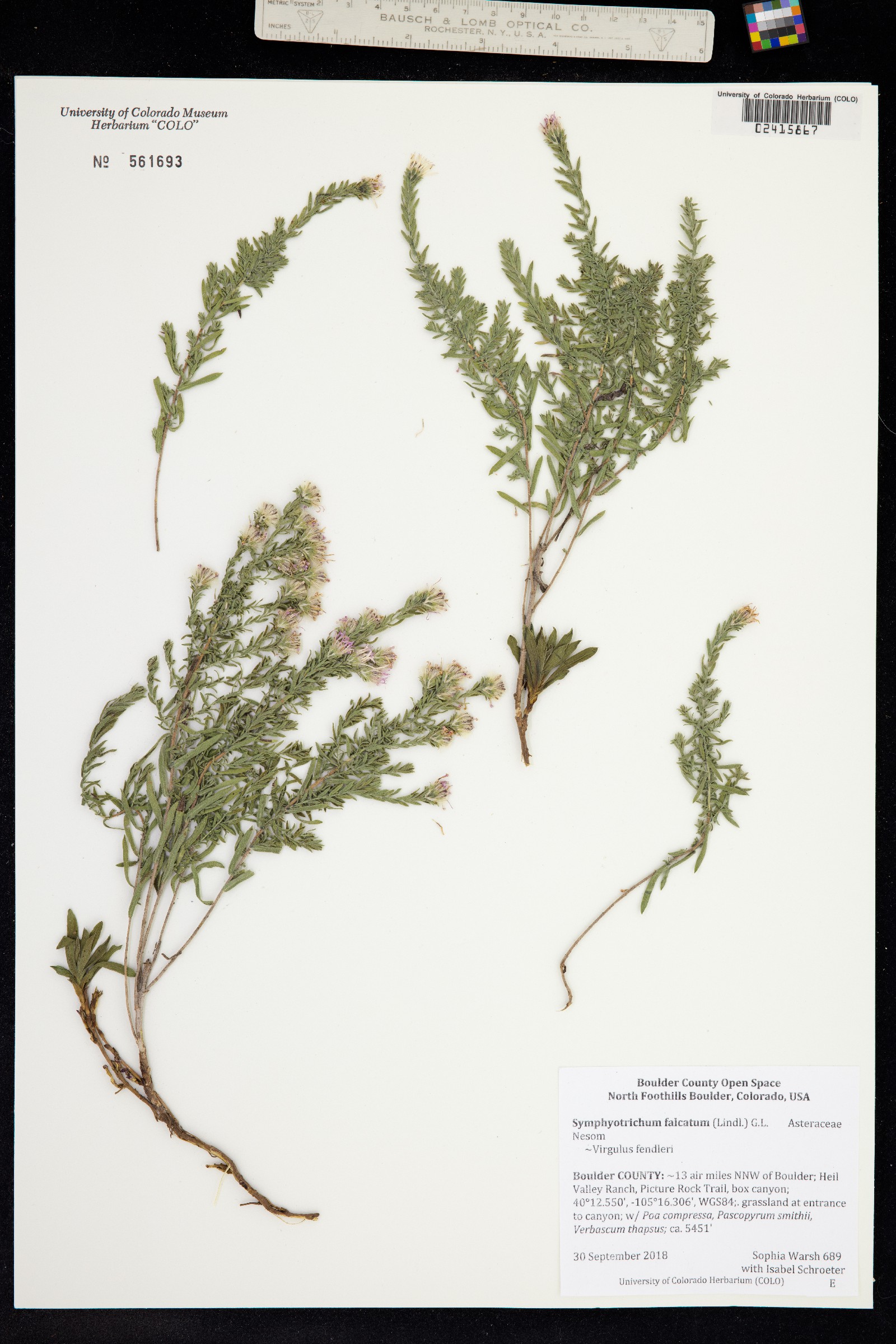 Virgulus falcatus image