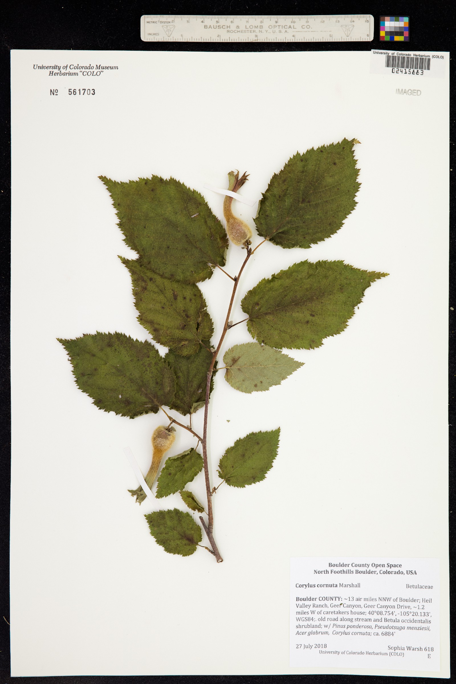 Corylus cornuta image