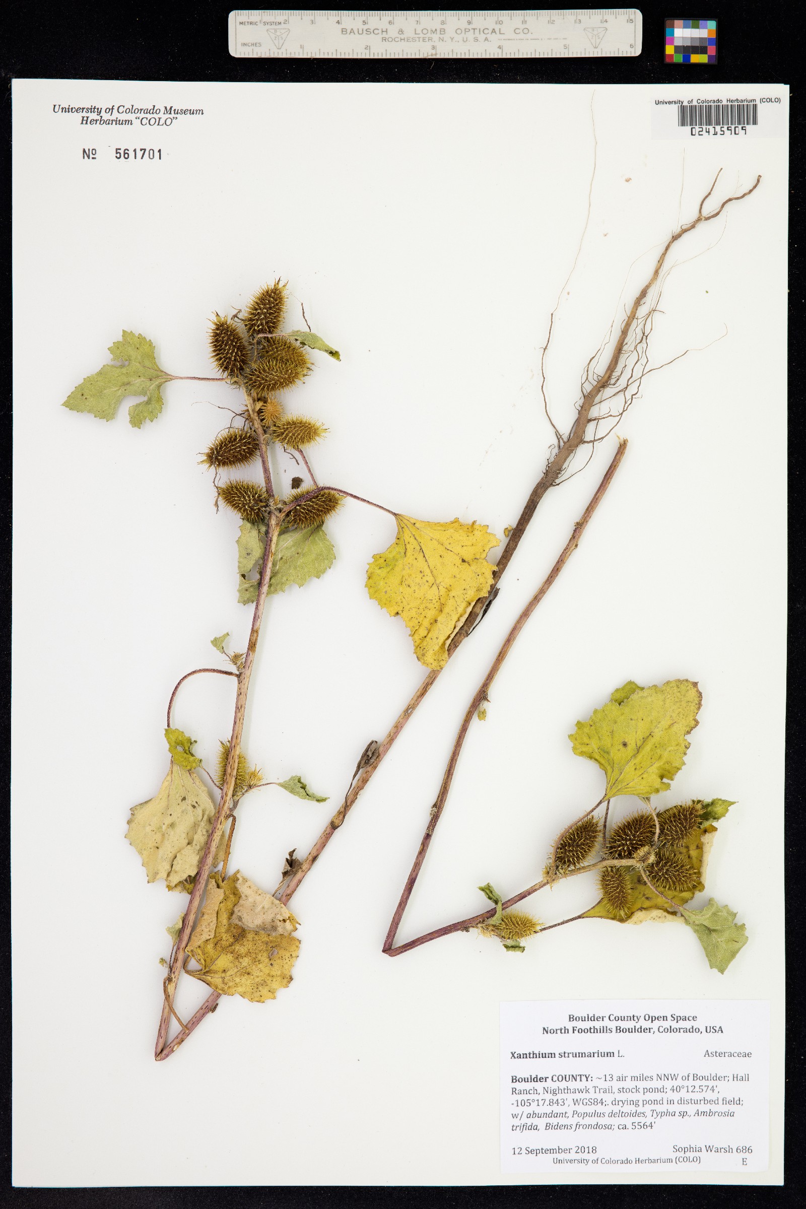 Xanthium strumarium image