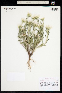 Townsendia grandiflora image