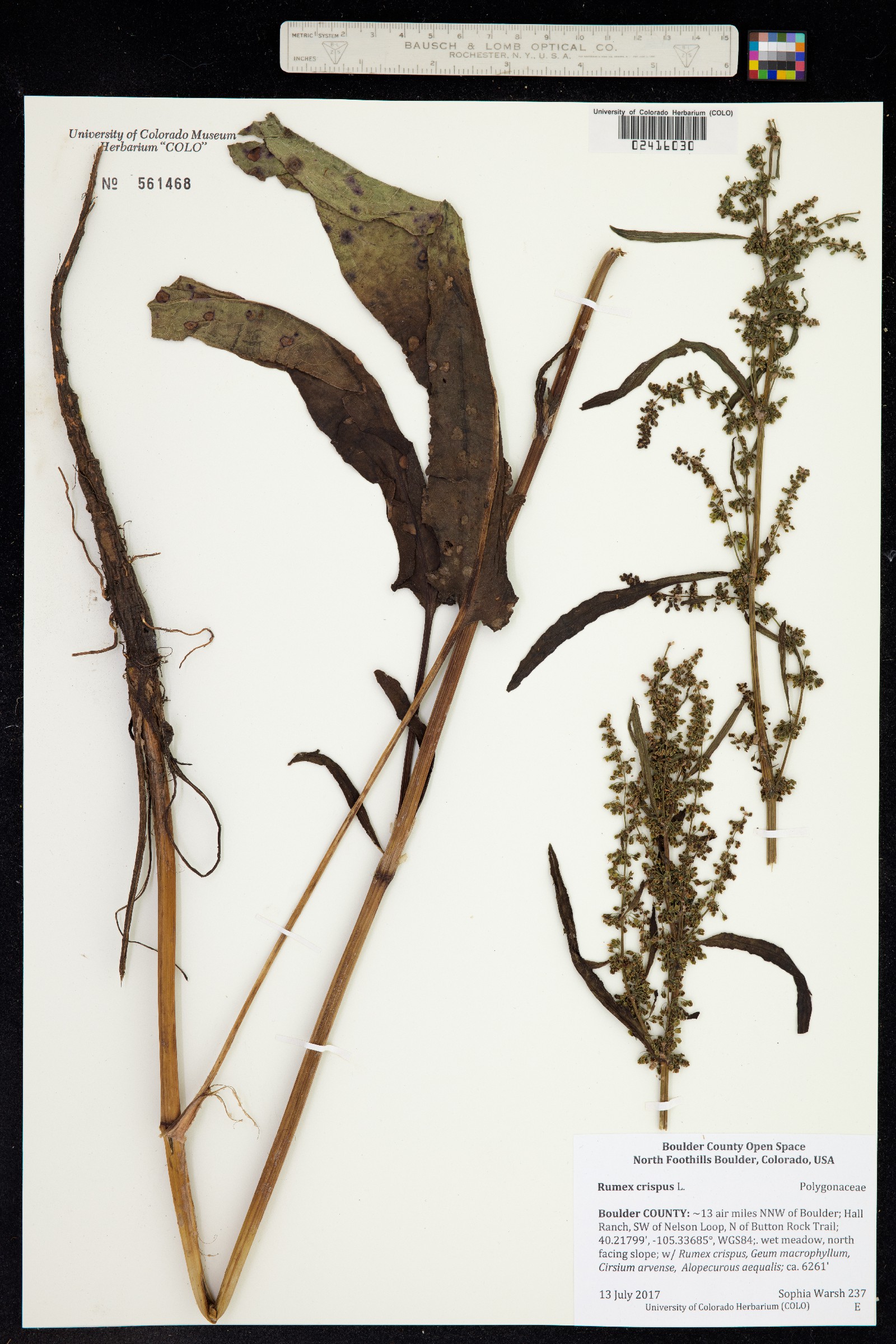 Rumex crispus image