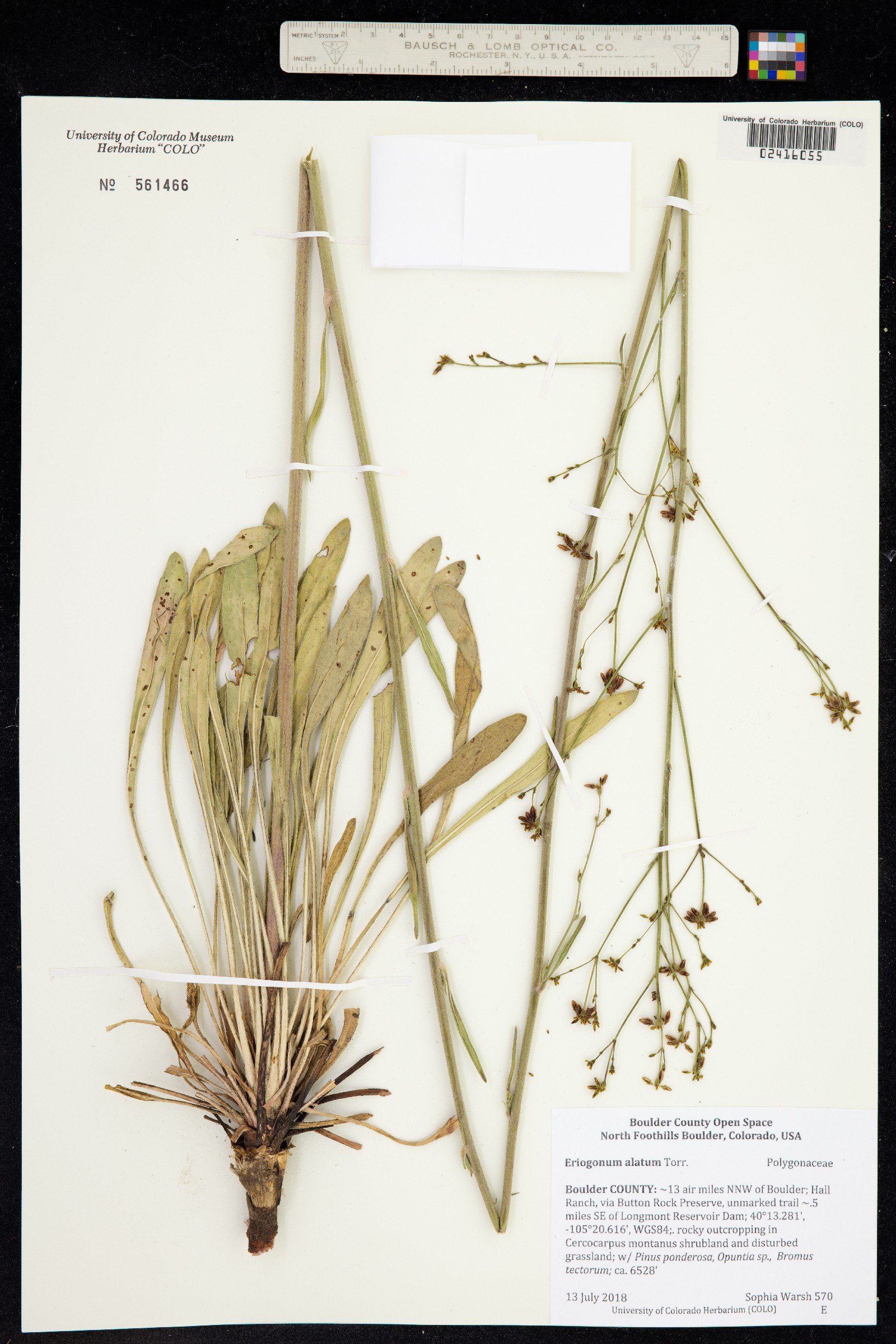 Eriogonum alatum var. alatum image