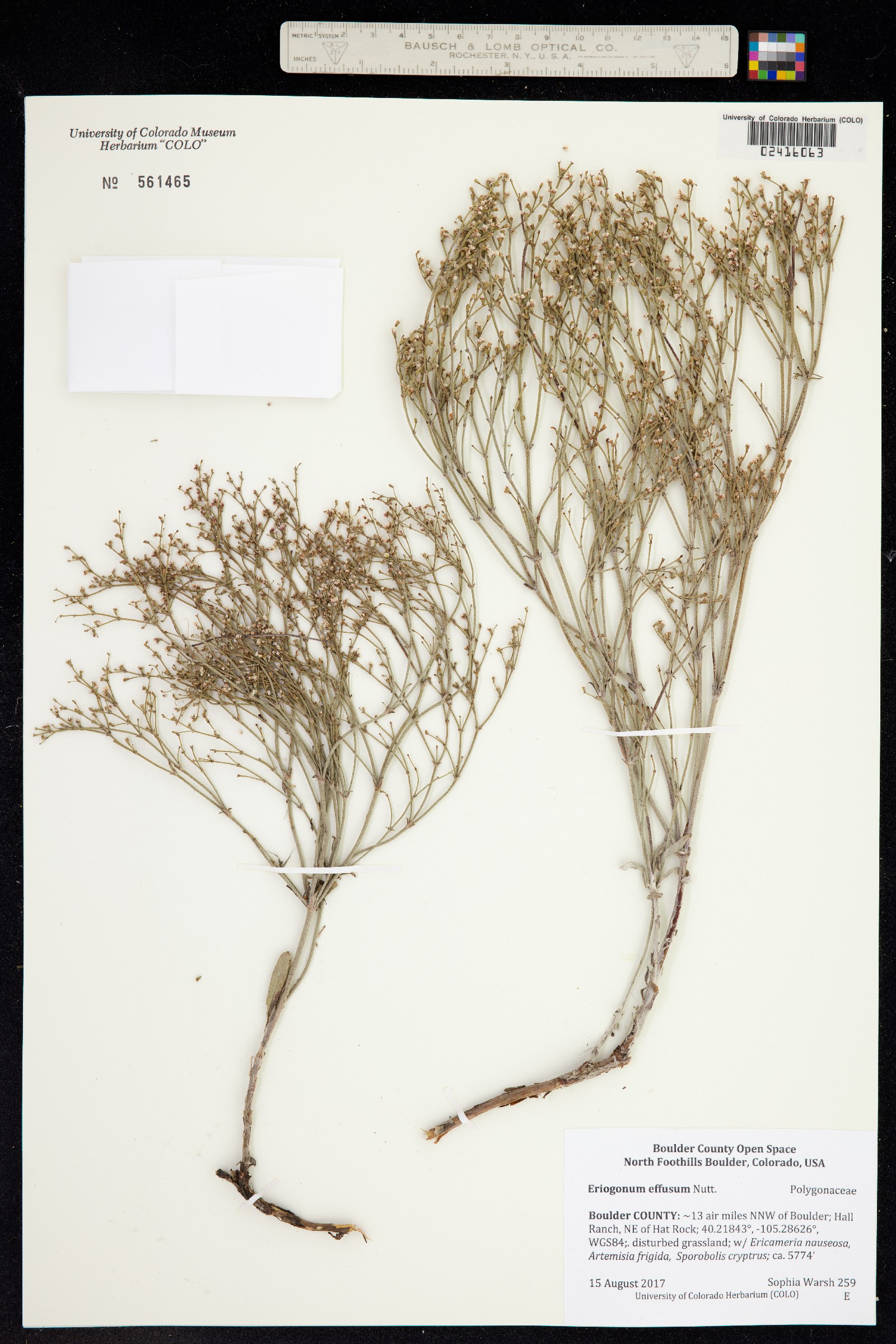 Eriogonum effusum image