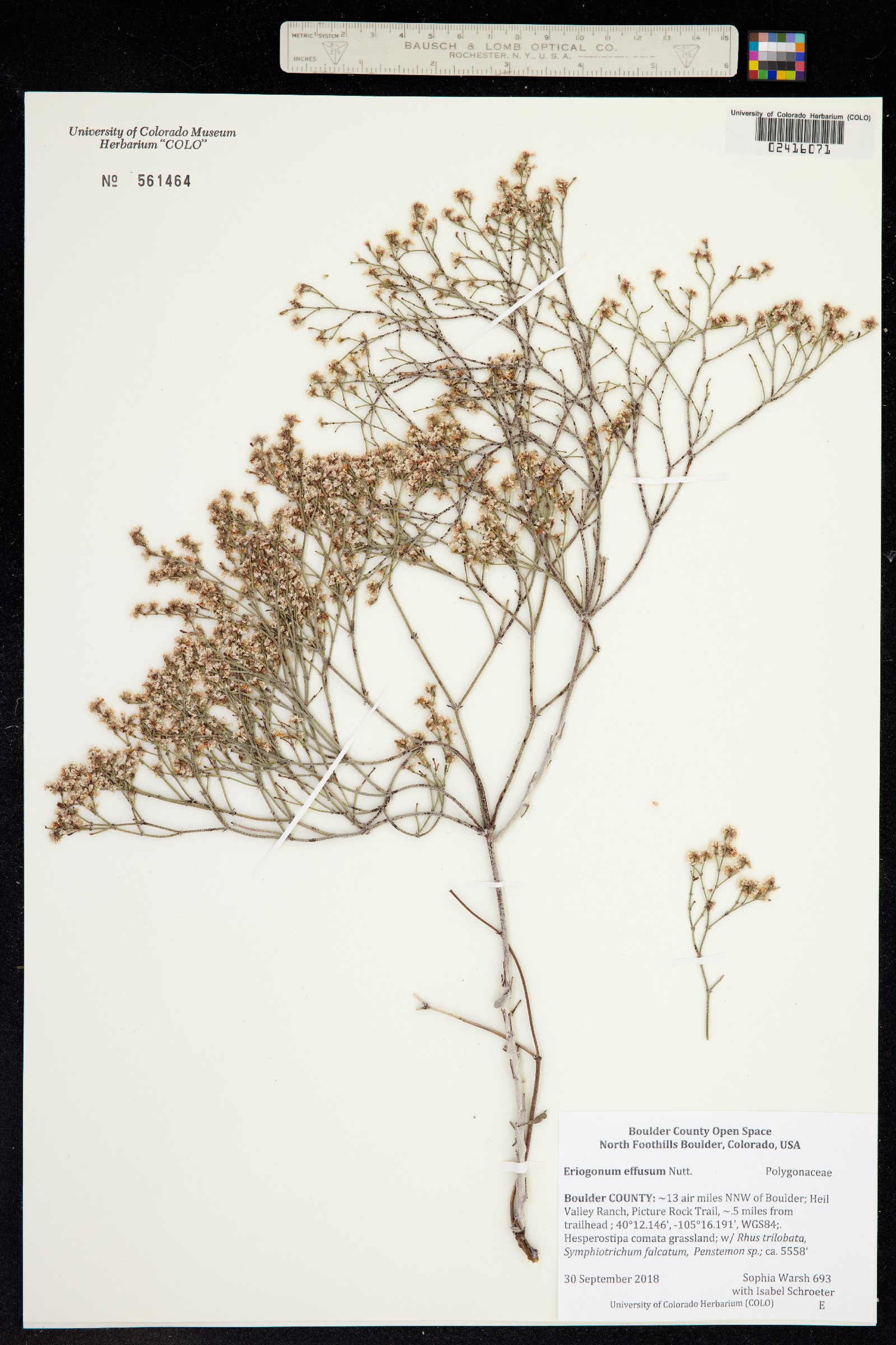 Eriogonum effusum image