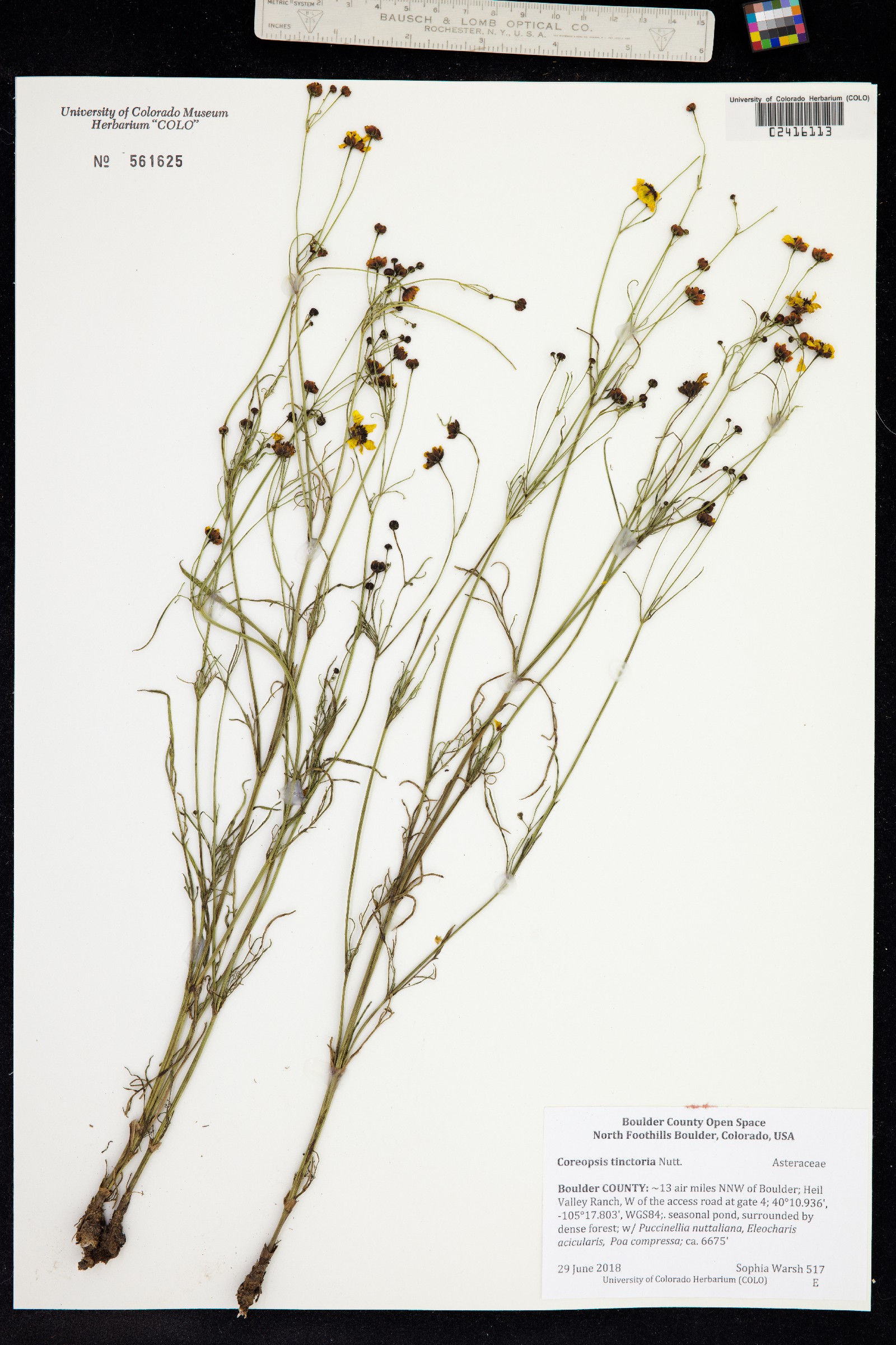 Coreopsis tinctoria image