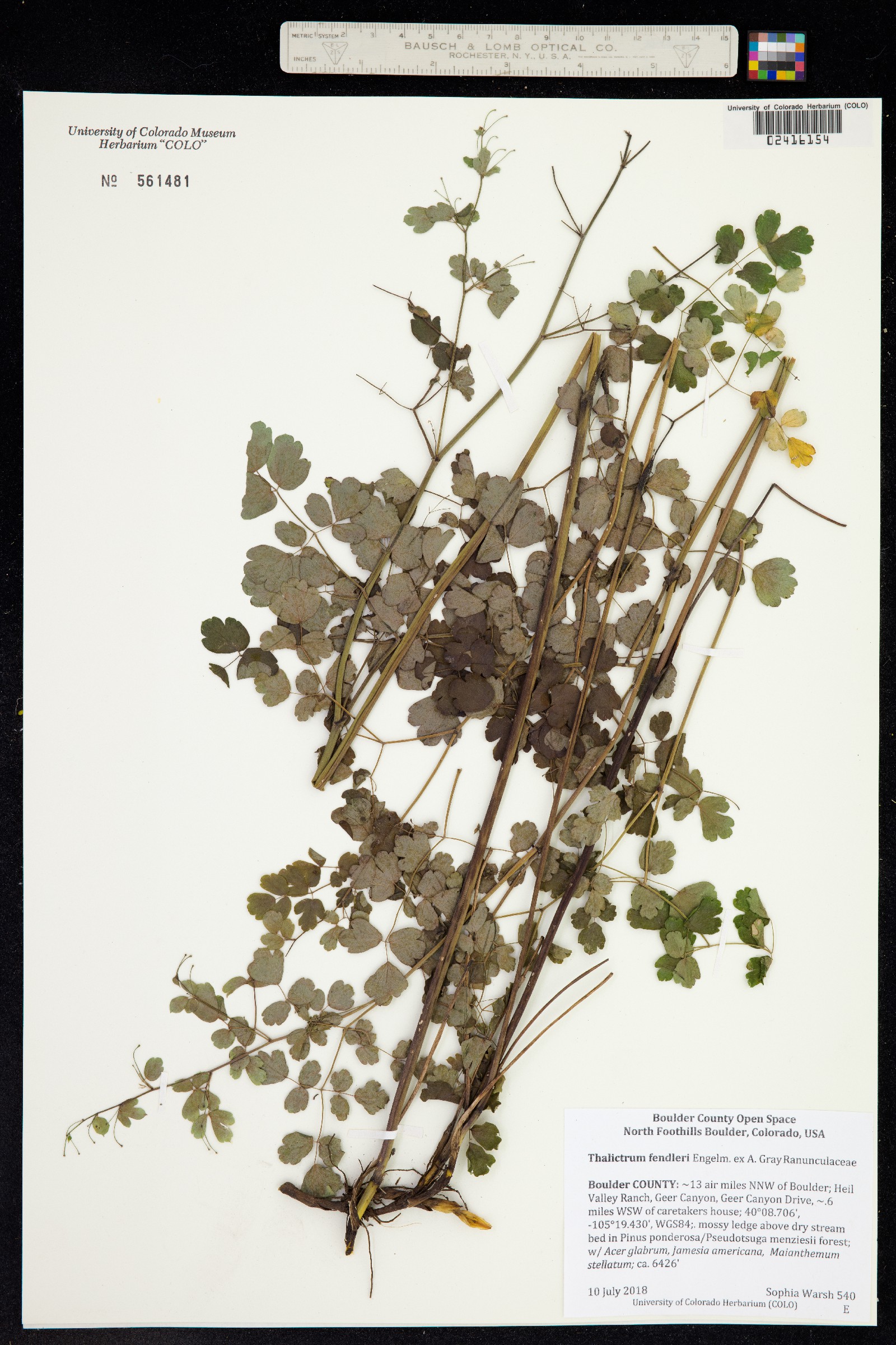 Thalictrum fendleri image
