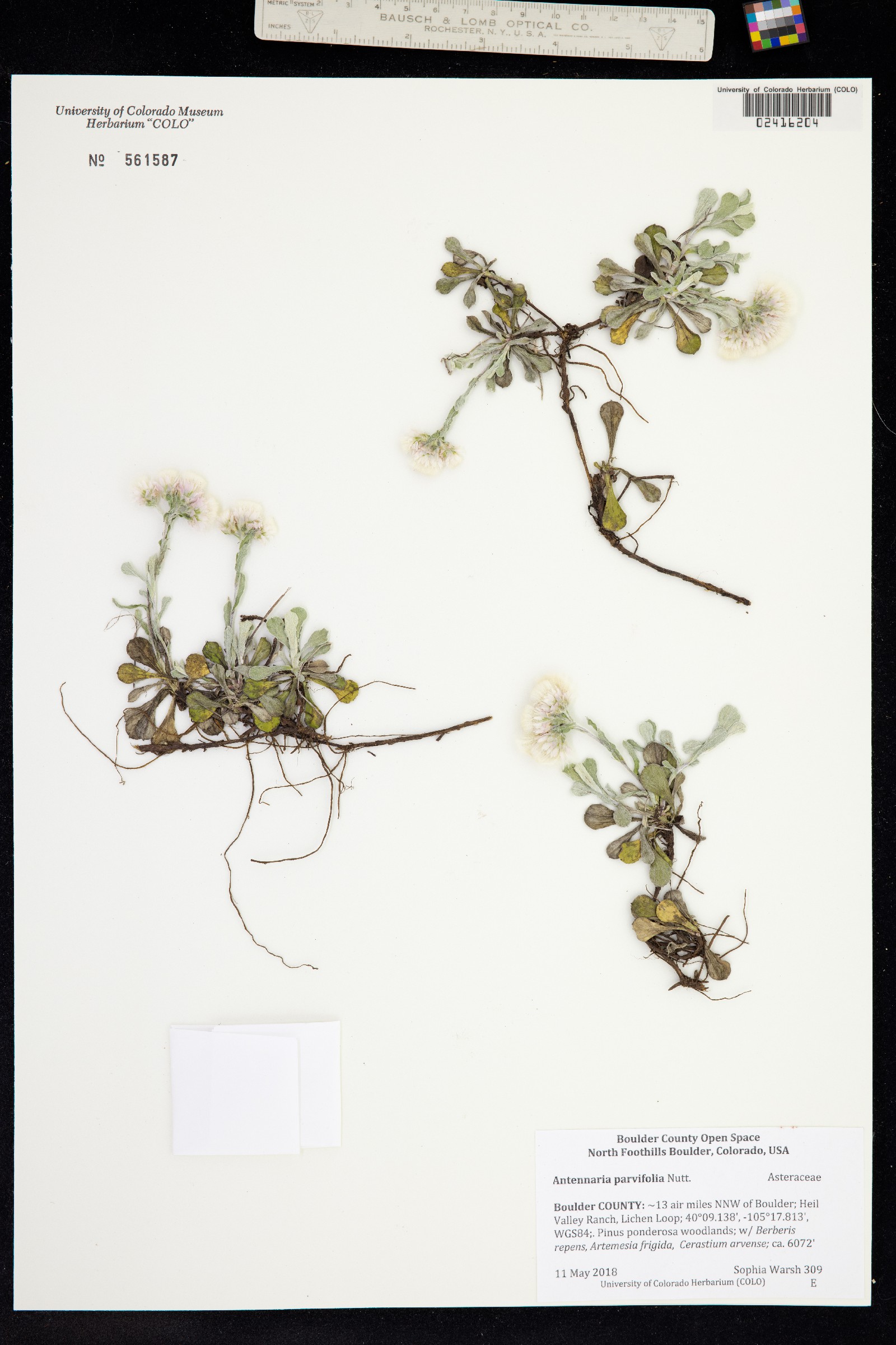 Antennaria parvifolia image