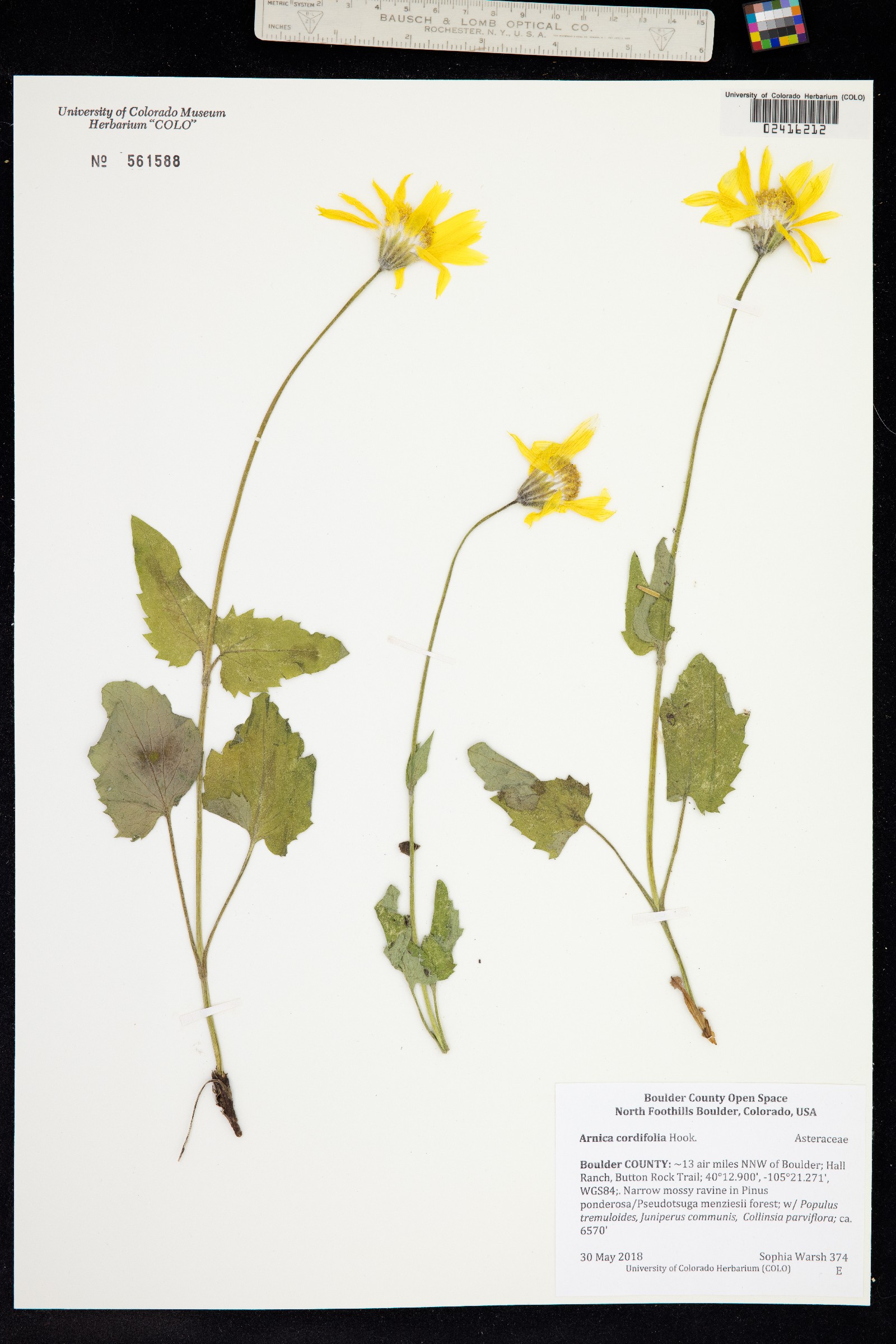 Arnica cordifolia image