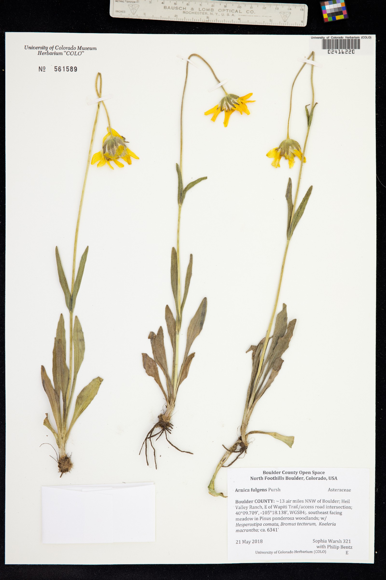 Arnica fulgens image