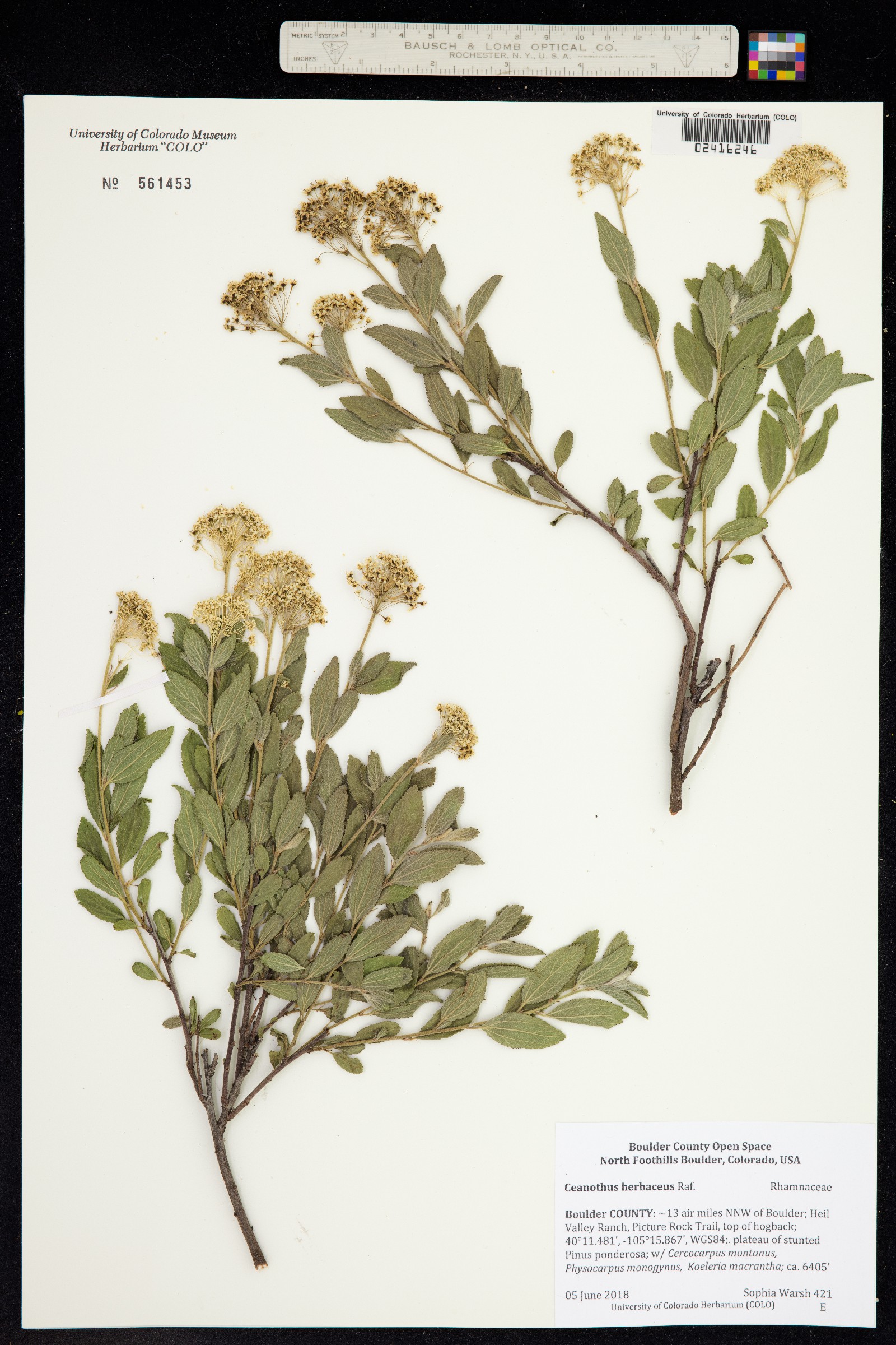 Ceanothus herbaceus image