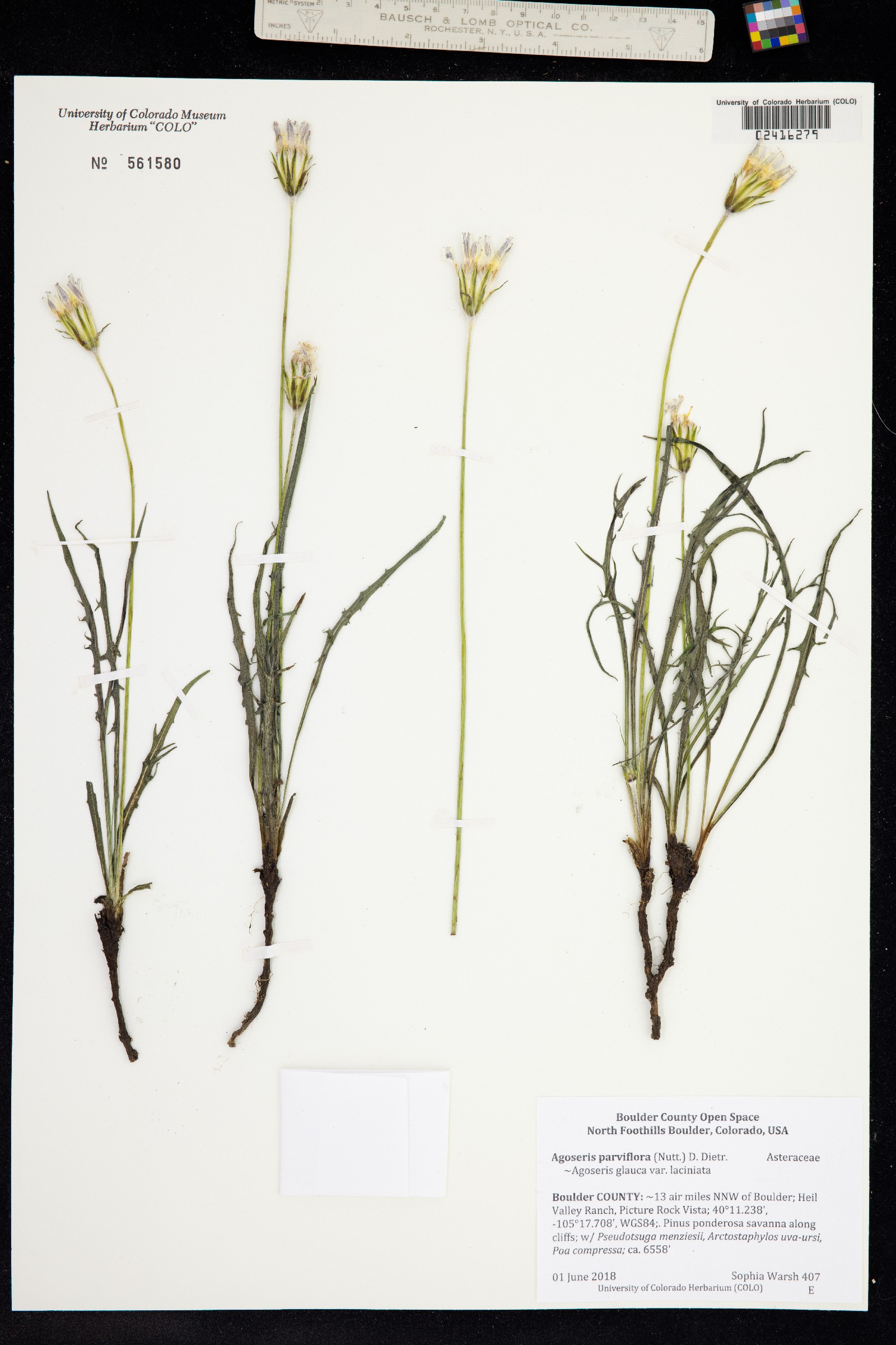 Agoseris parviflora image