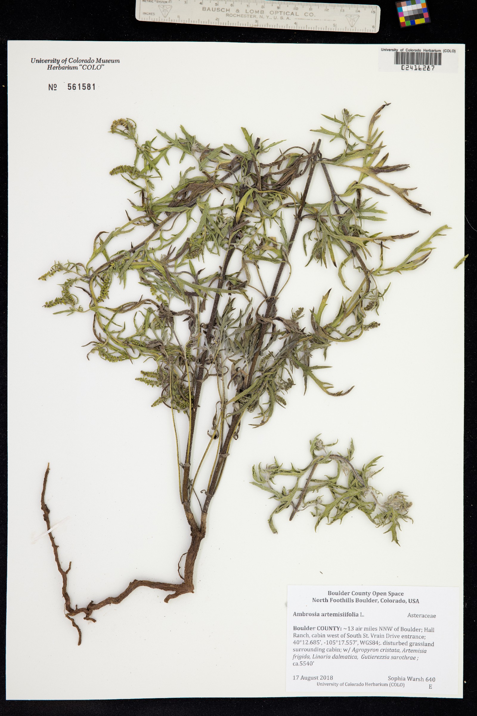 Ambrosia artemisiifolia image
