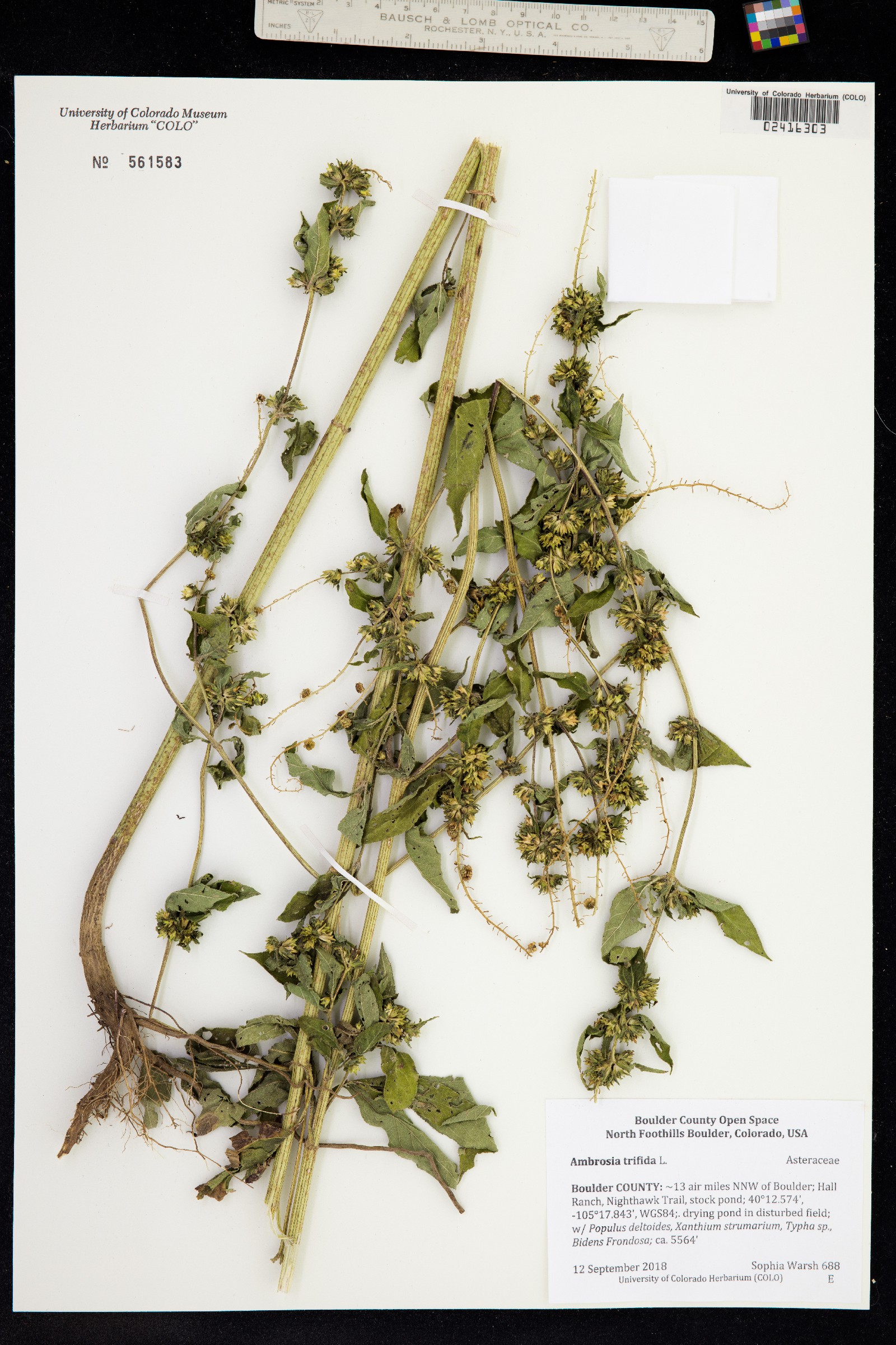 Ambrosia trifida image