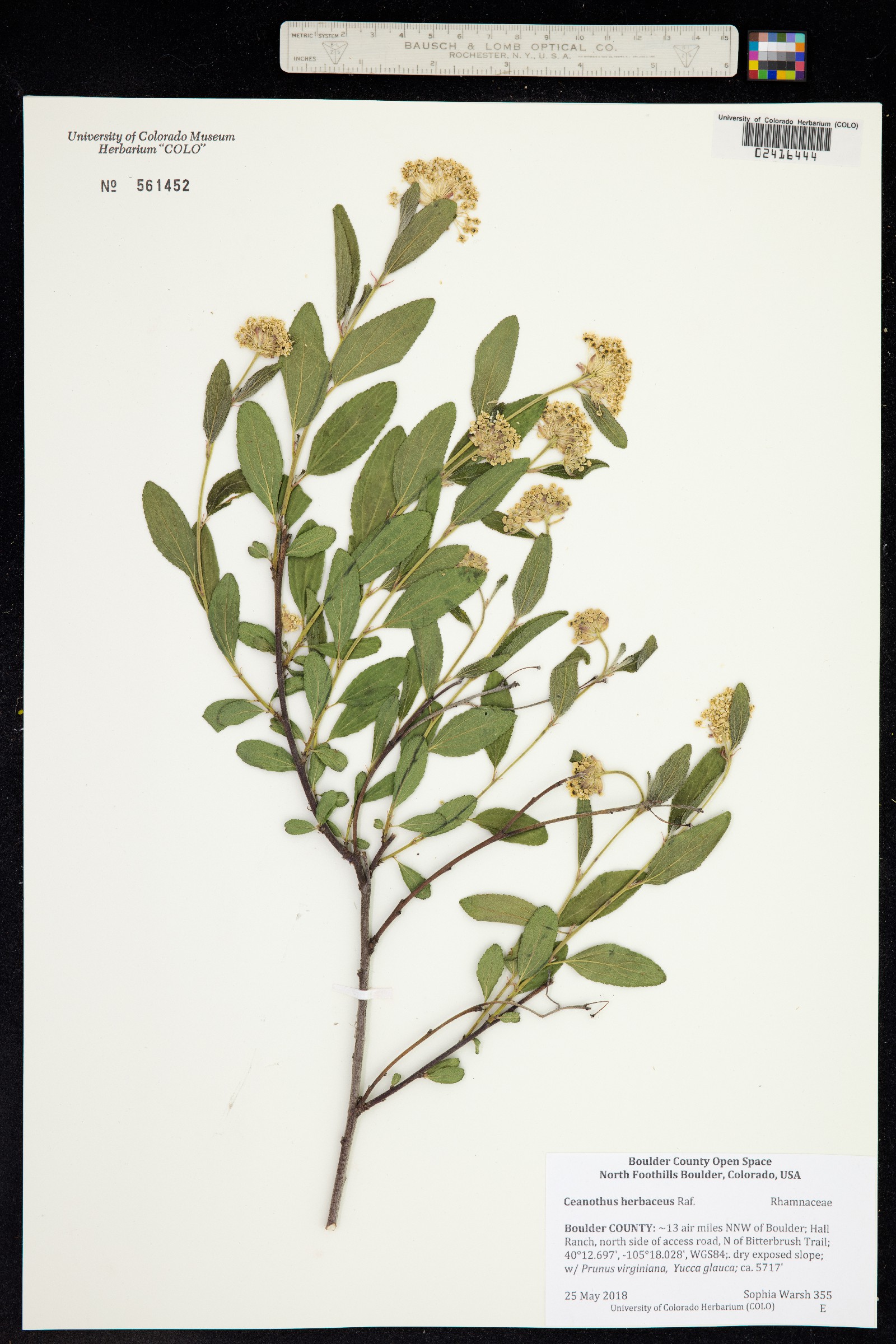 Ceanothus herbaceus image