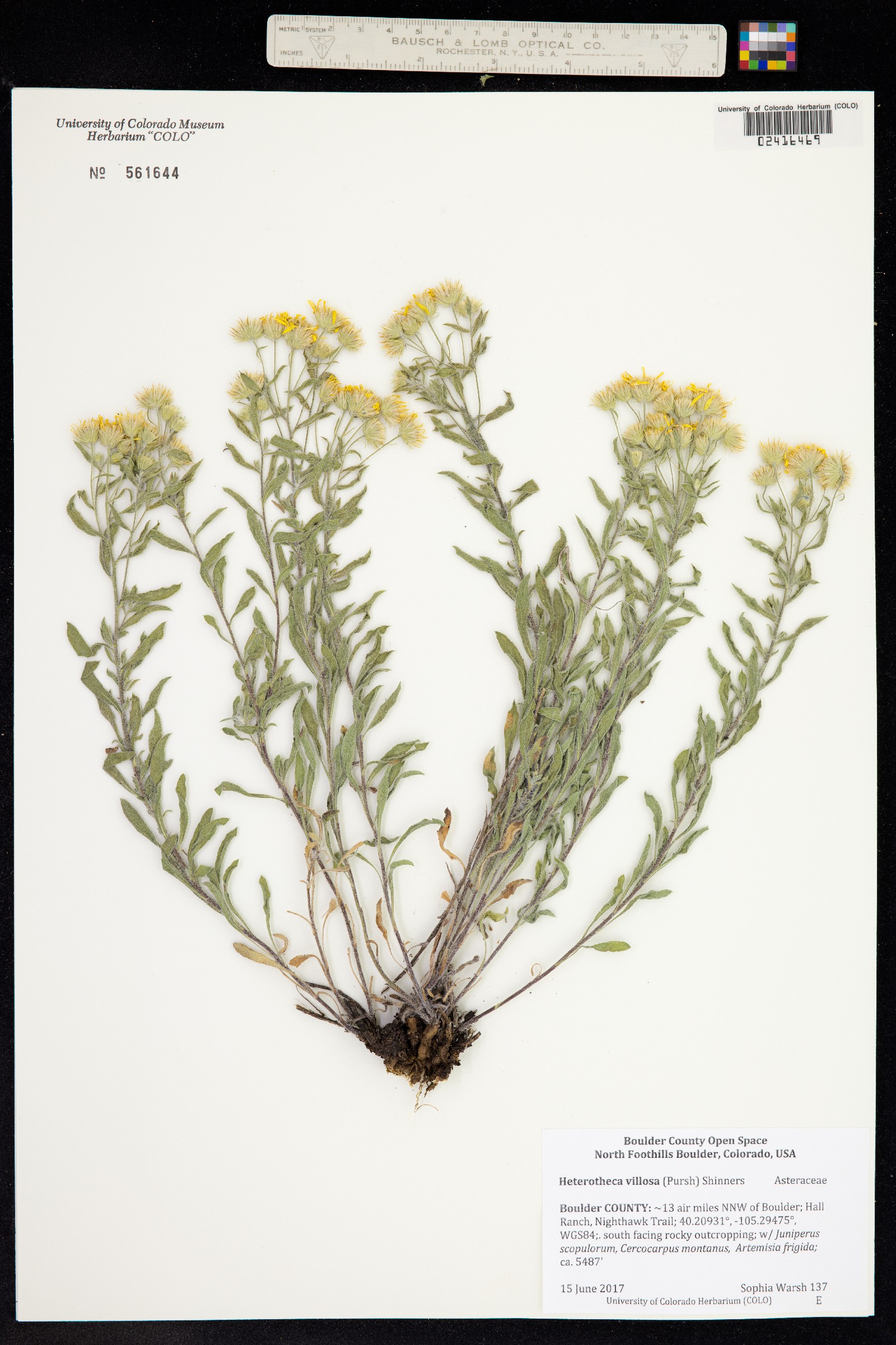 Heterotheca villosa image