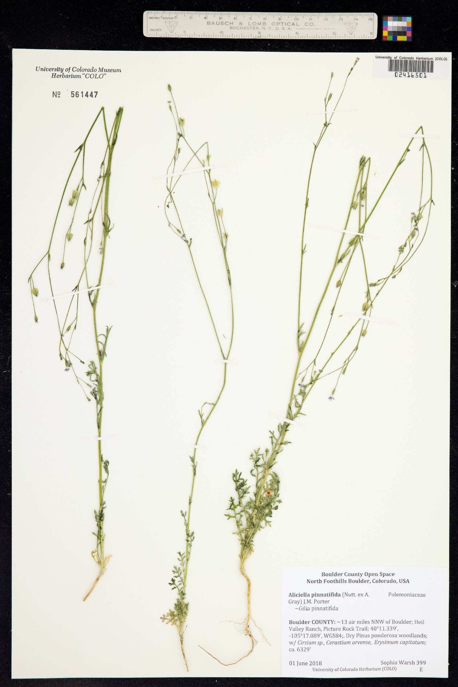 Aliciella pinnatifida image