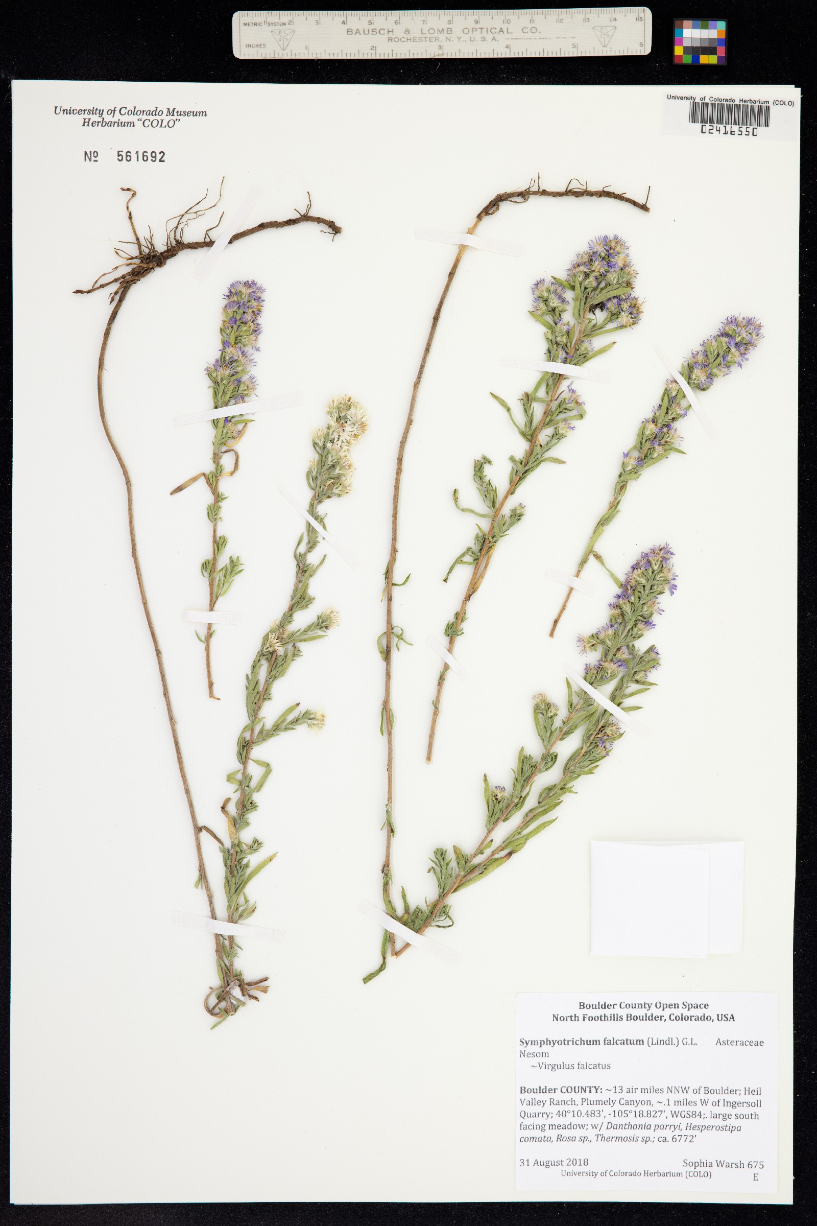 Virgulus falcatus image