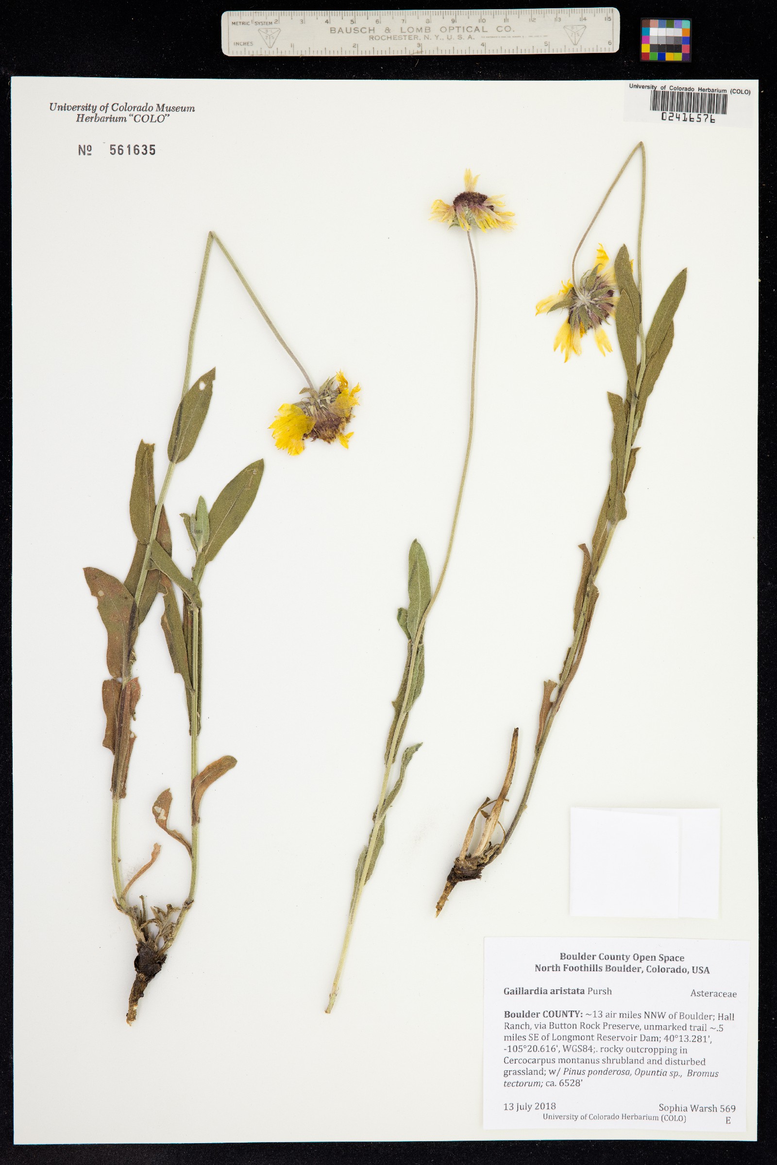 Gaillardia aristata image