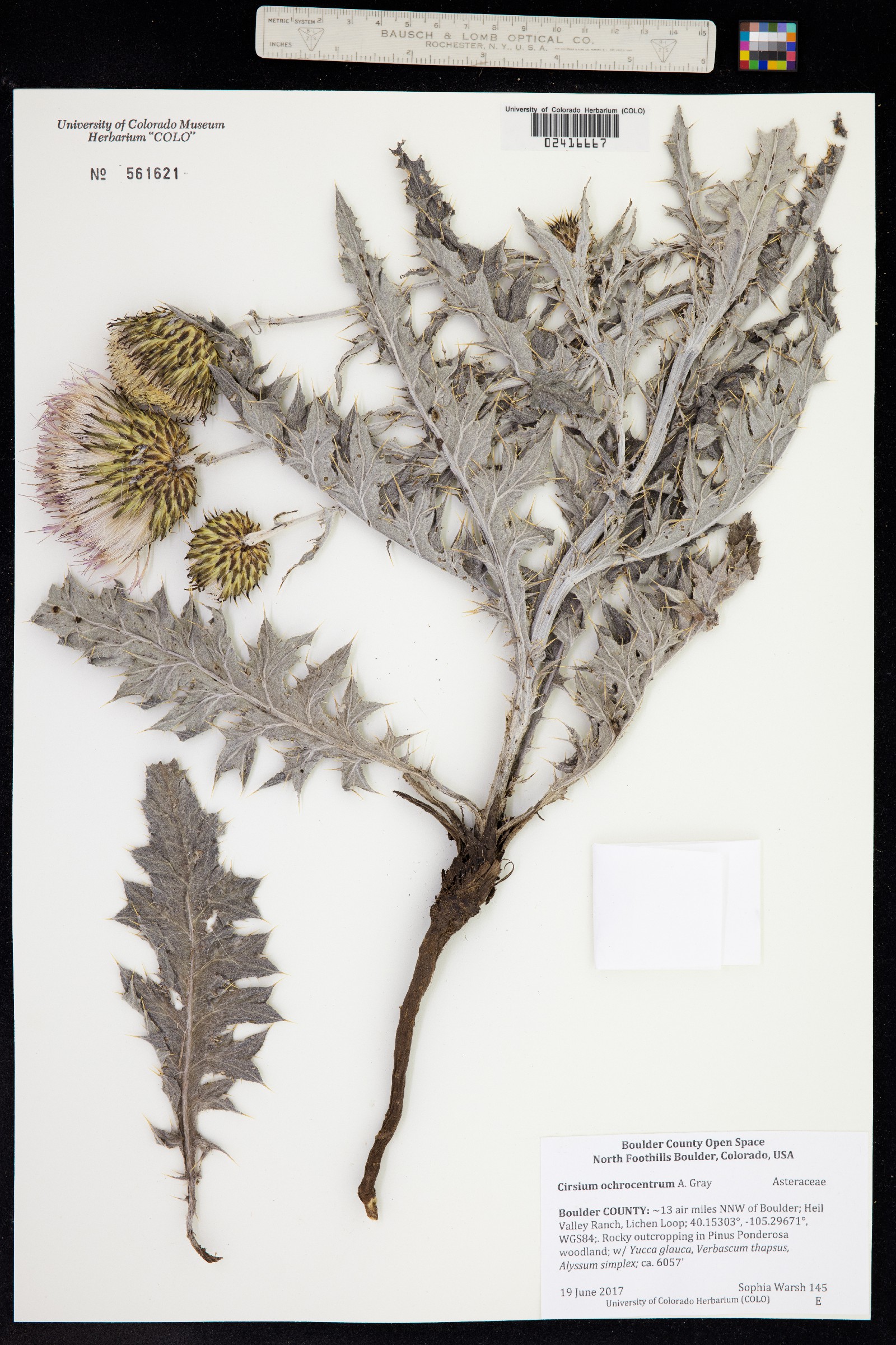 Cirsium ochrocentrum image