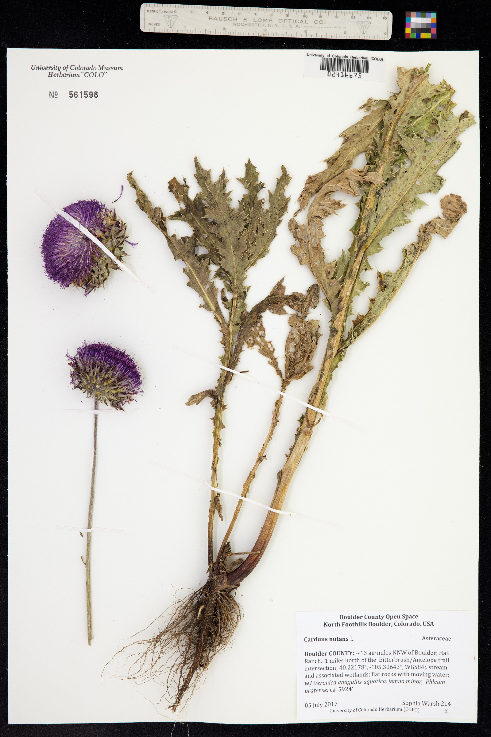 Carduus nutans image
