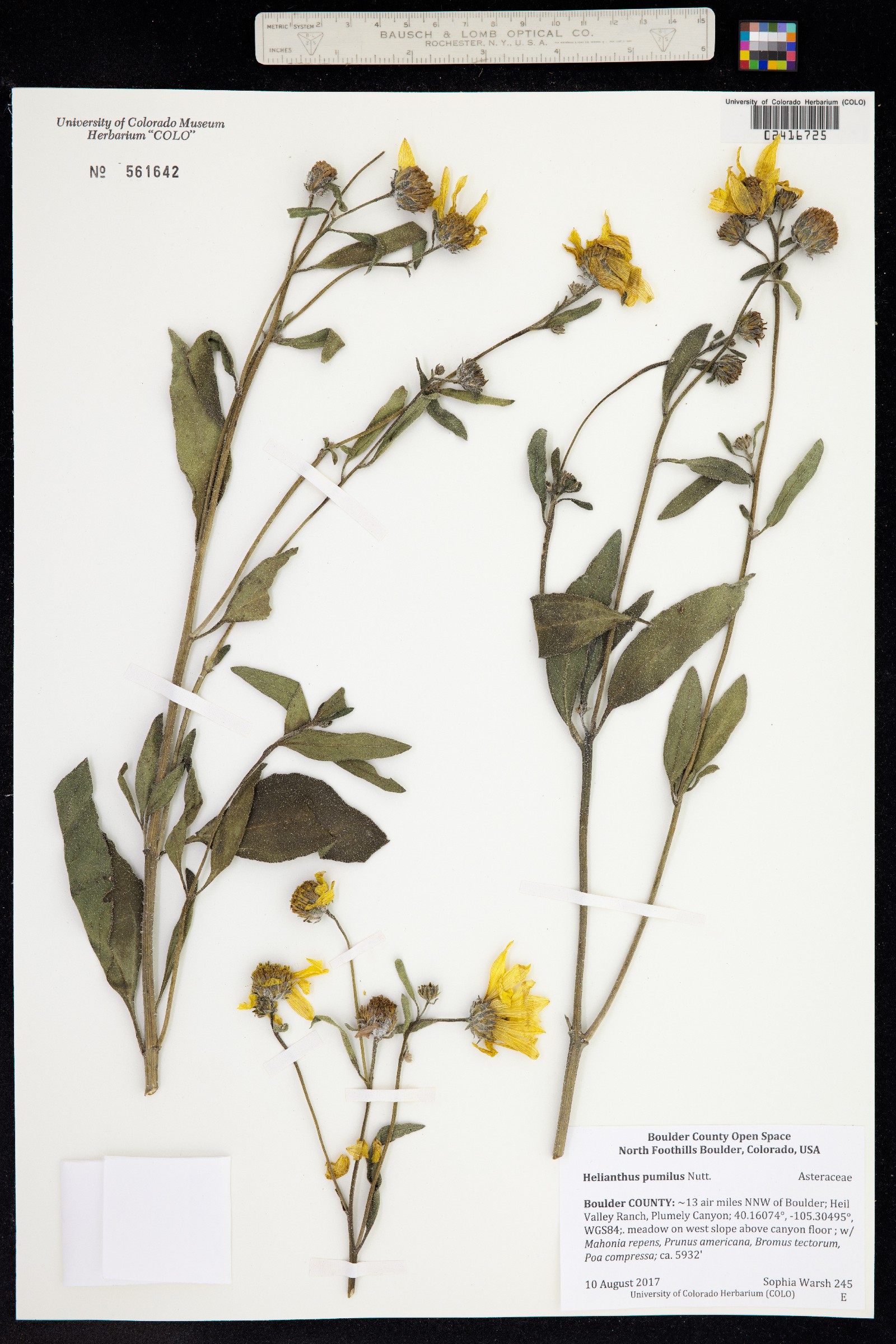 Helianthus pumilus image