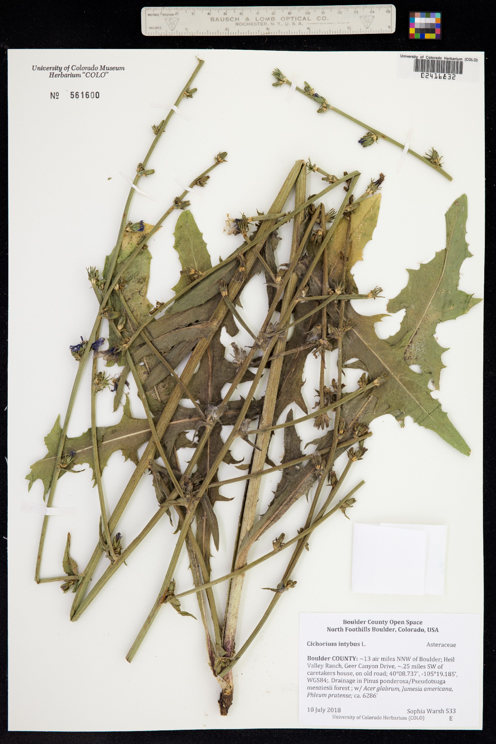 Cichorium intybus image