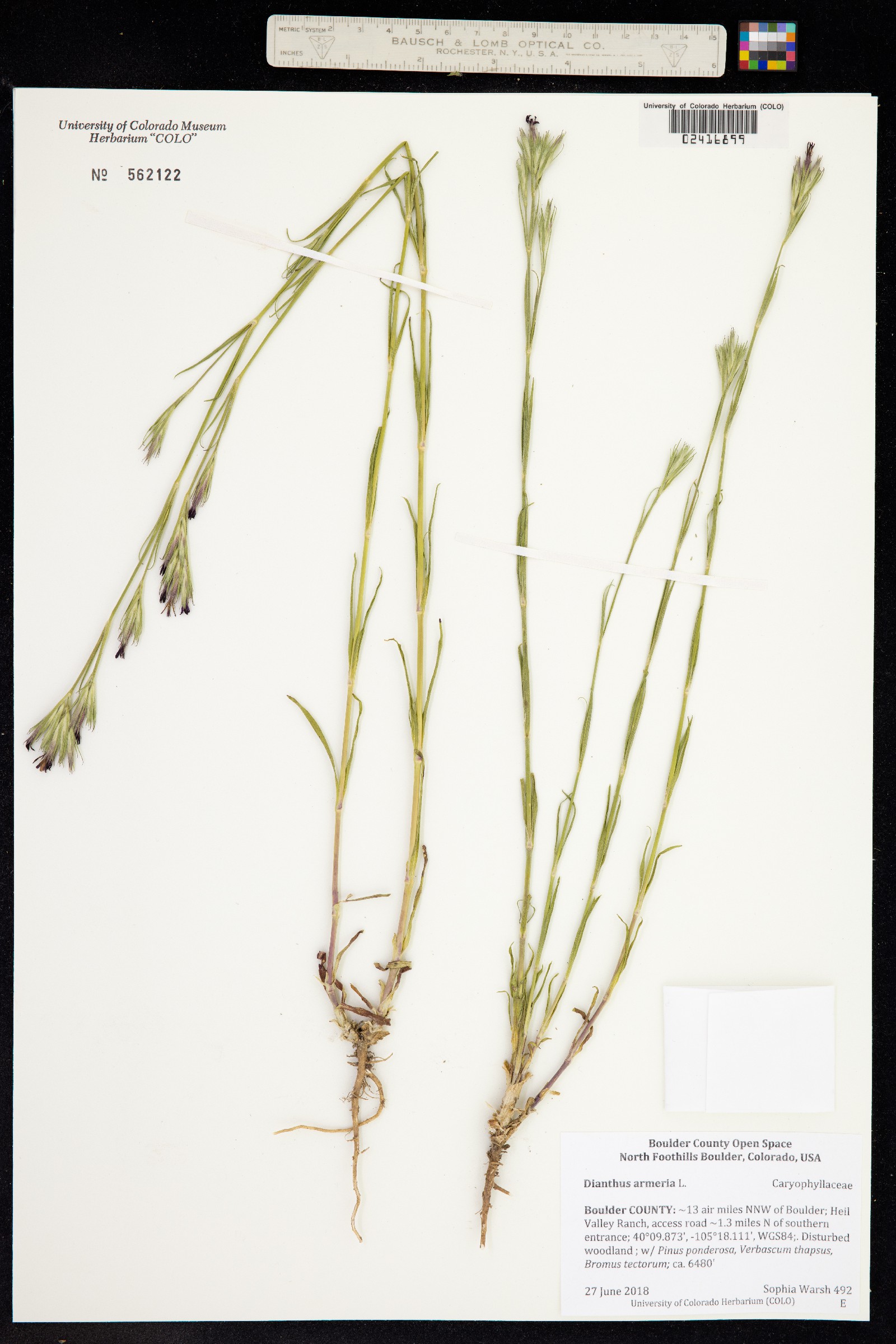 Dianthus armeria image