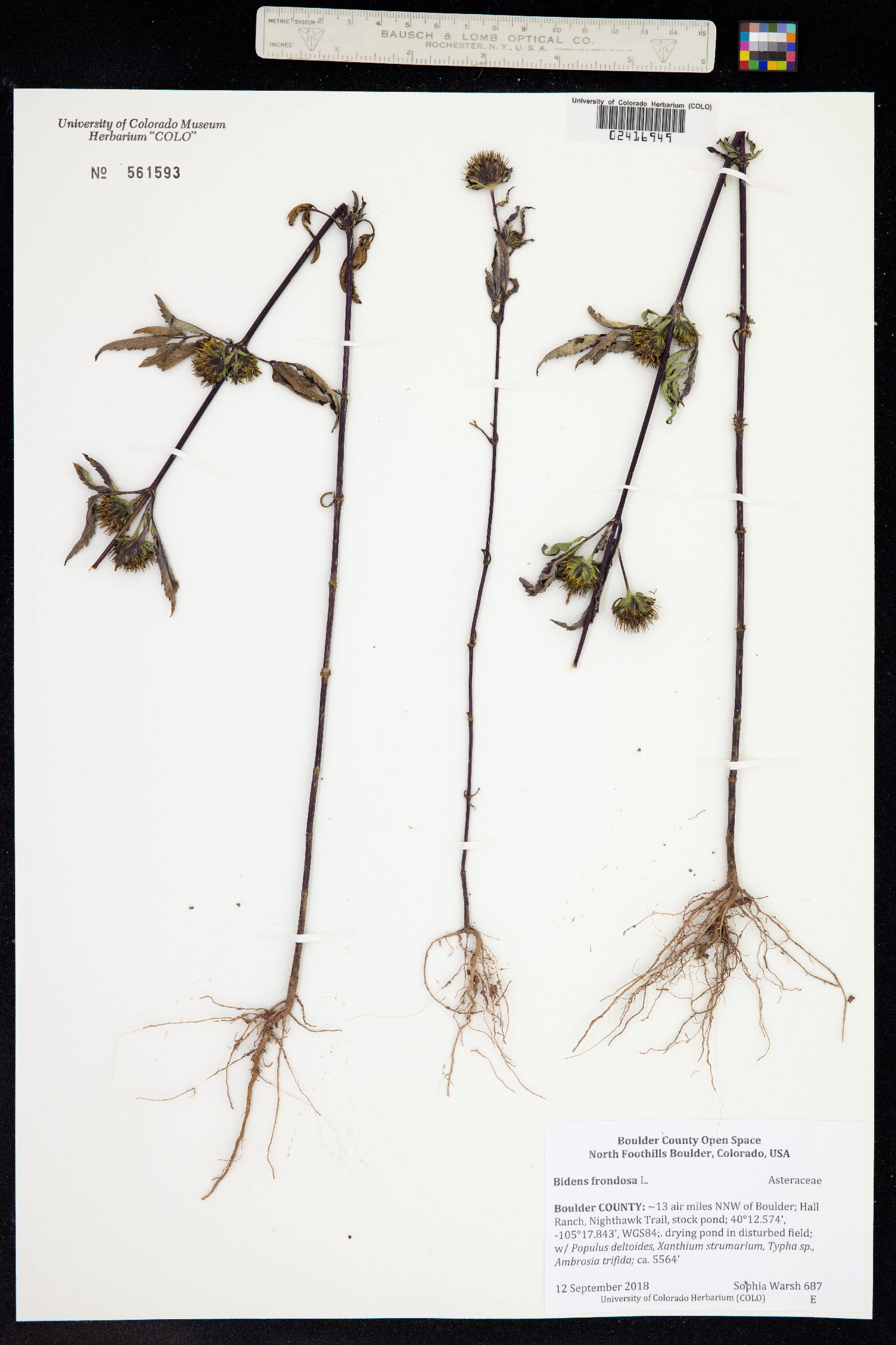 Bidens frondosa image