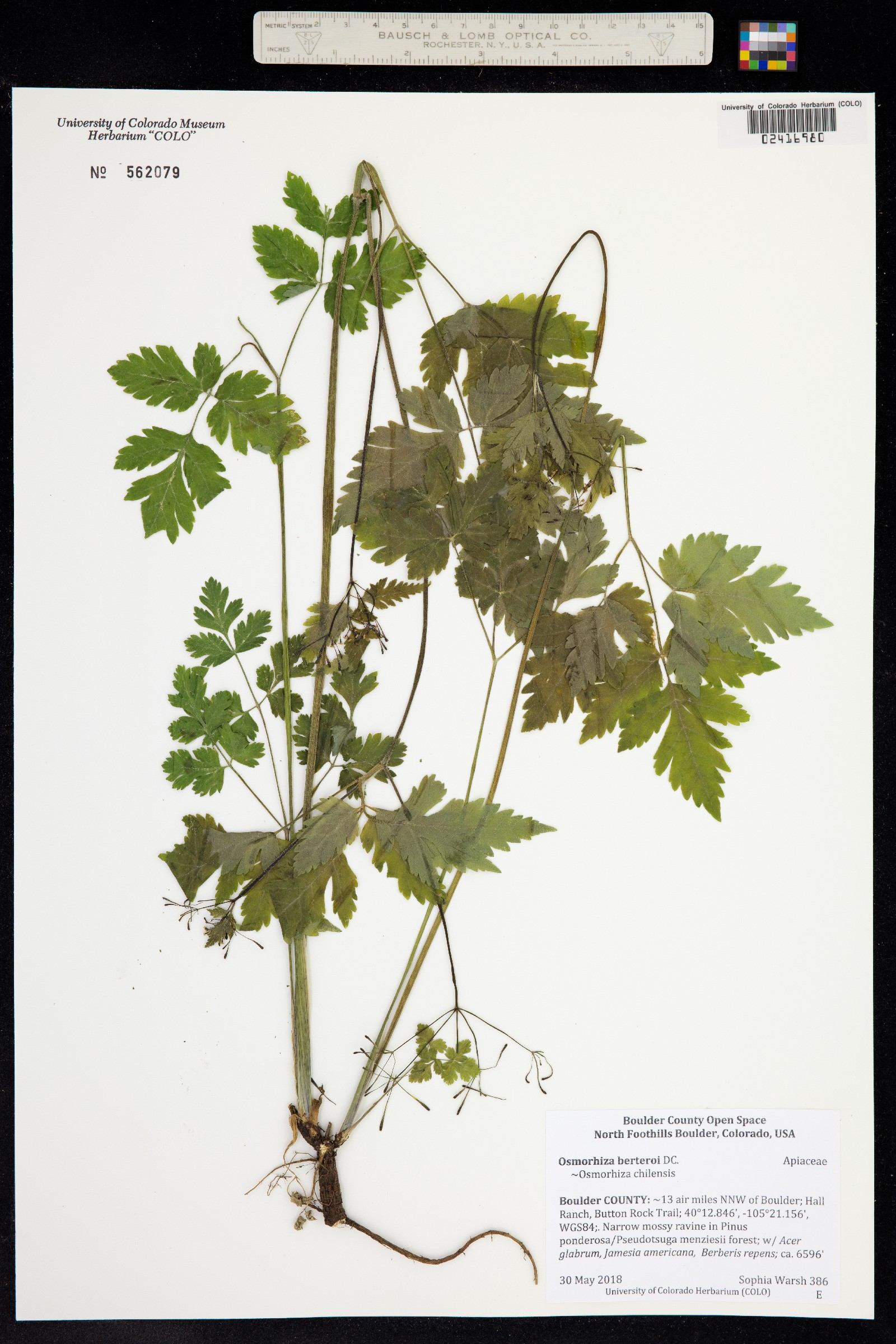 Osmorhiza berteroi image