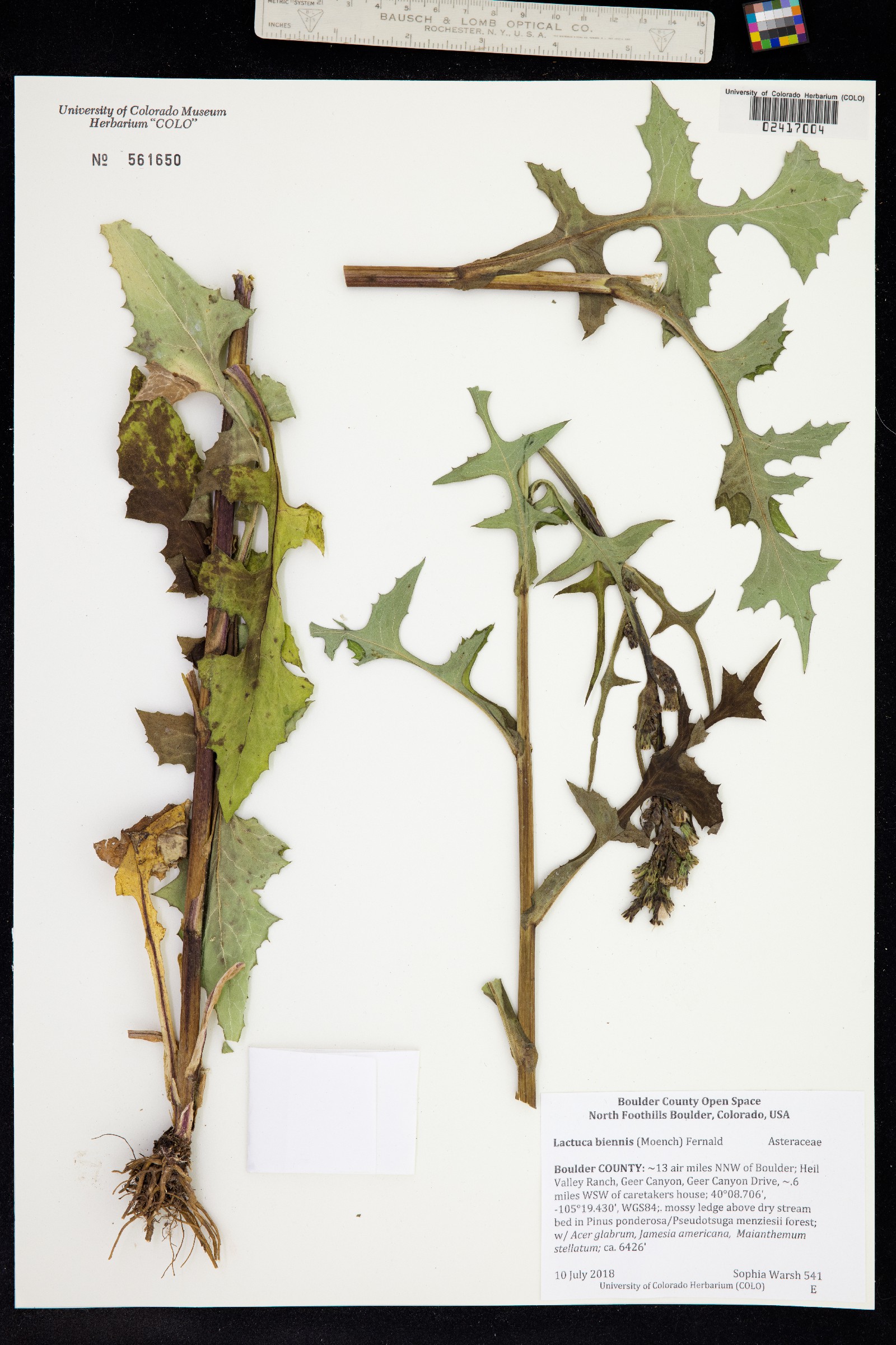 Lactuca biennis image