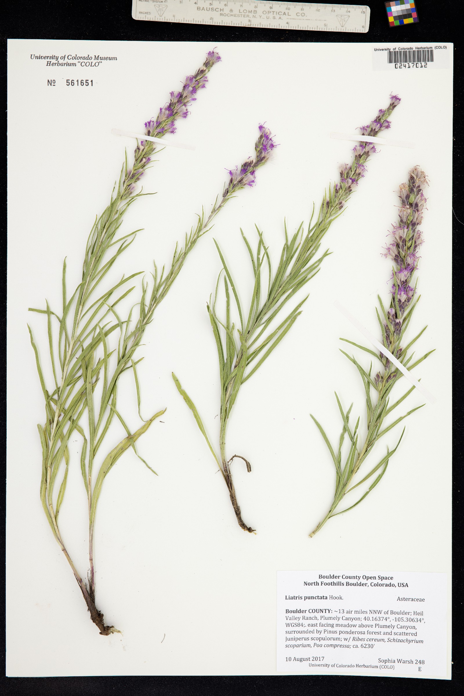 Liatris punctata image