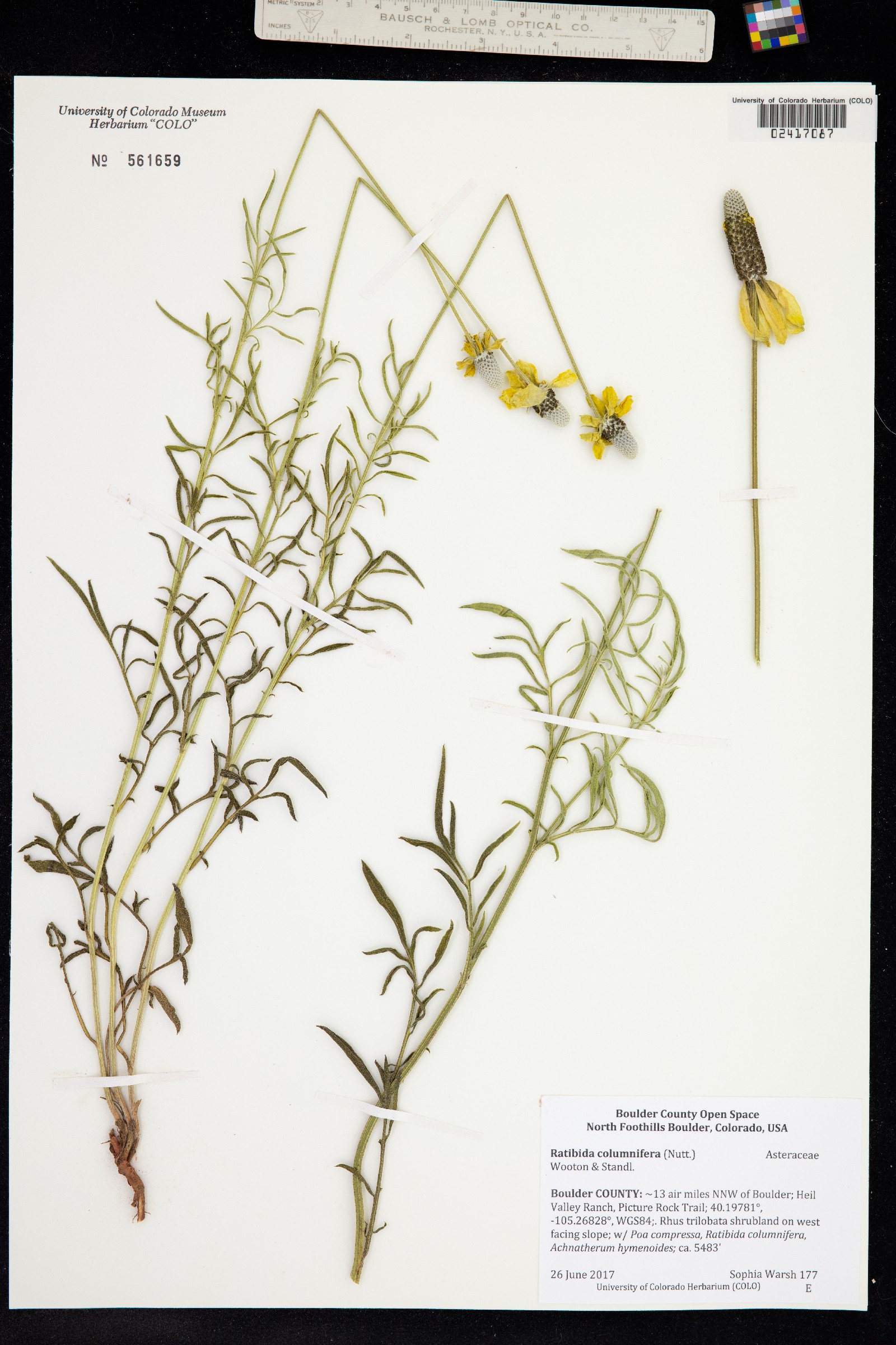 Ratibida columnifera image
